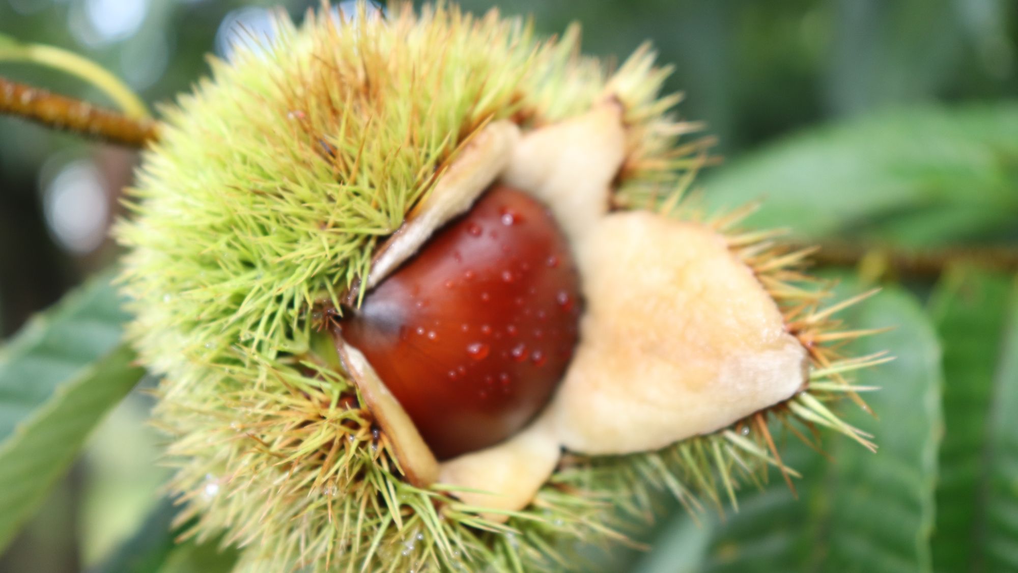 ファミリー歓迎♪＜季節のフルーツ狩り体験付＞【期間限定】90種類和洋中ビュッフェプラン2食付