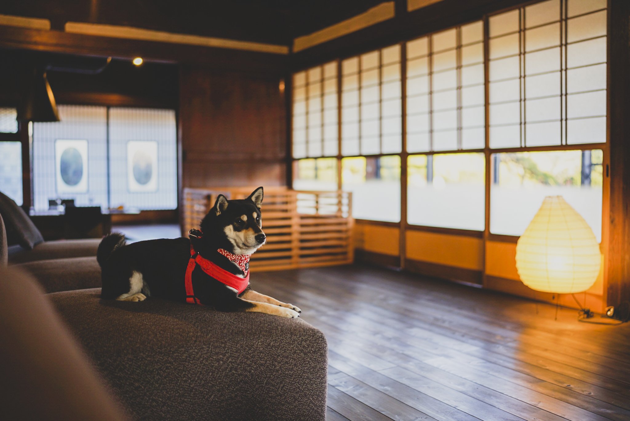 【ペットも泊まれる】素泊まりプラン