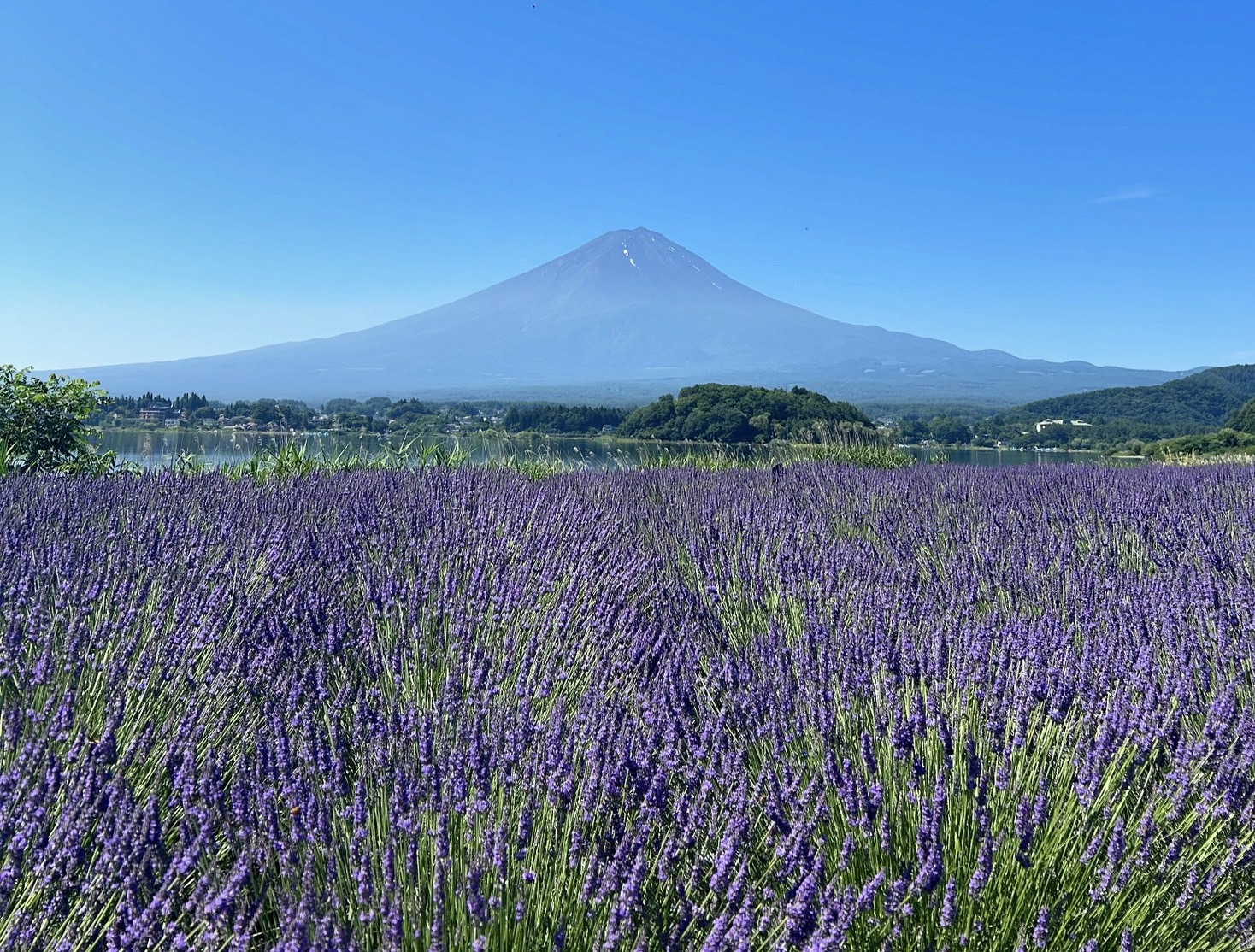夏の富士山