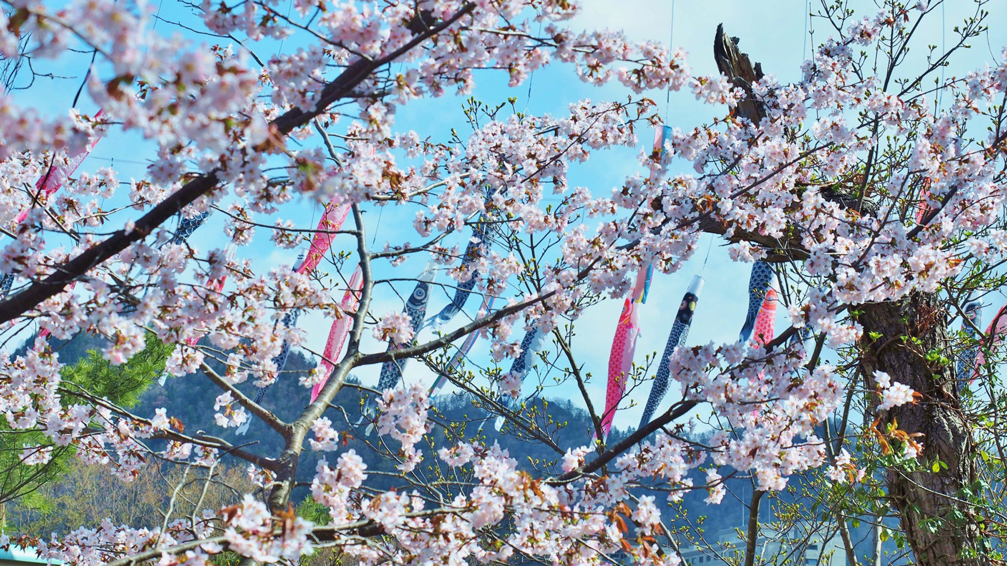 春の風物詩　渓流鯉のぼり