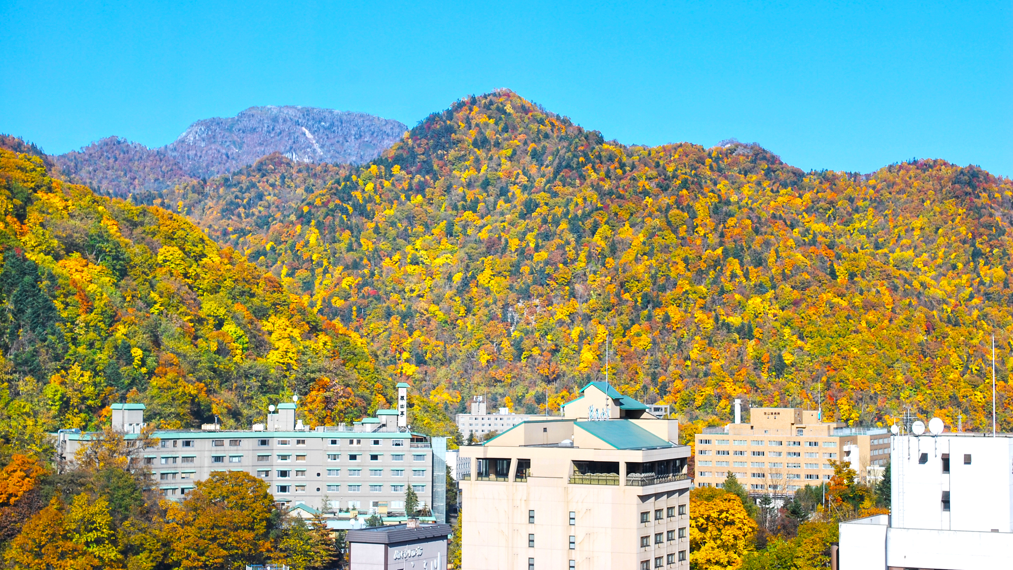 例年の見頃時期は10月上旬～10月中旬