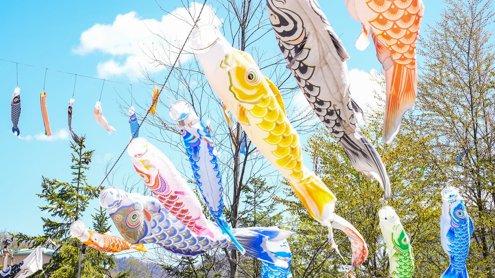 定山渓温泉 渓流鯉のぼり