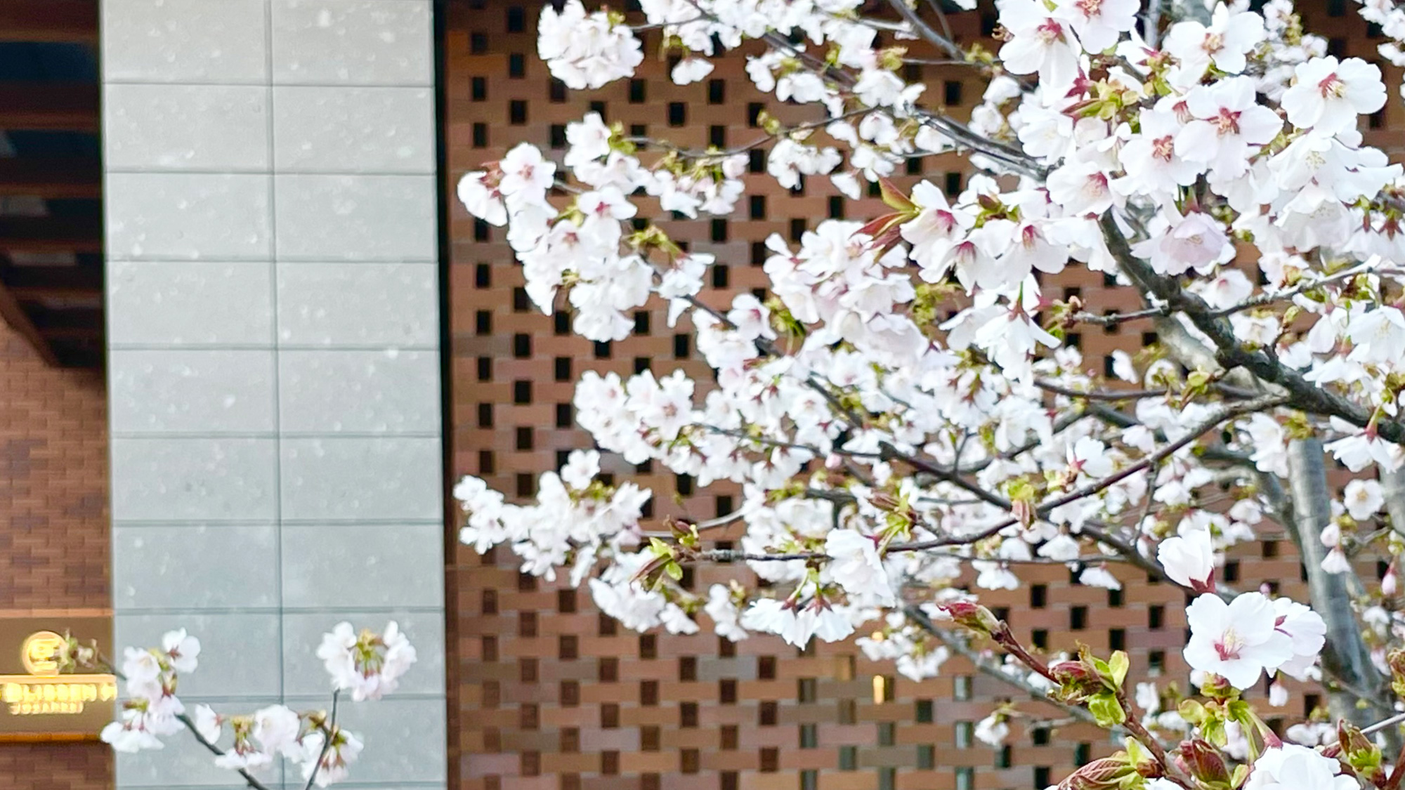 ～ホテル前の桜～