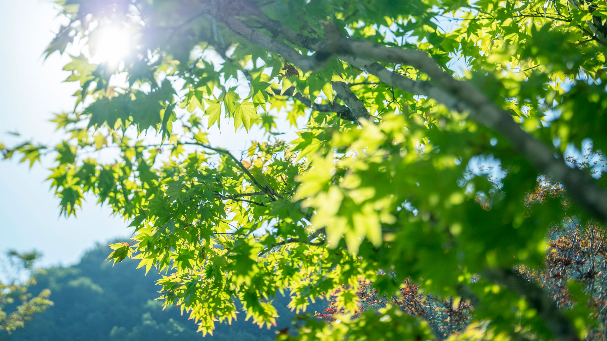 【エンプレスガーデン】季節の移ろいを感じる散策をお楽しみいただけます。