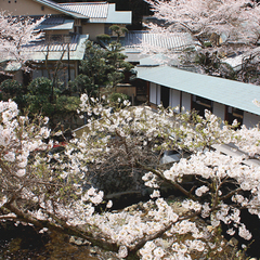 【絶景の宿】春の桜◆毎年桜の季節には、姉妹館「游月山荘」ロビーにて「夜桜バー」開催します♪