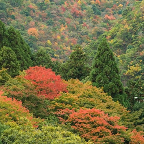 【絶景の宿】秋の紅葉◆例年11月中旬に紅葉のピークを迎えます。有馬温泉町内が大変賑わう季節です。