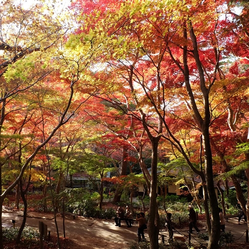 【月光園から徒歩20分】瑞宝寺公園◆例年の紅葉ピークは11月中旬頃。公園のお近くまで送迎可能です。