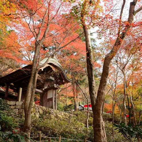 【月光園から徒歩20分】瑞宝寺（ずいほうじ）公園◆人気紅葉スポット。シーズン中は屋台で賑わいます。