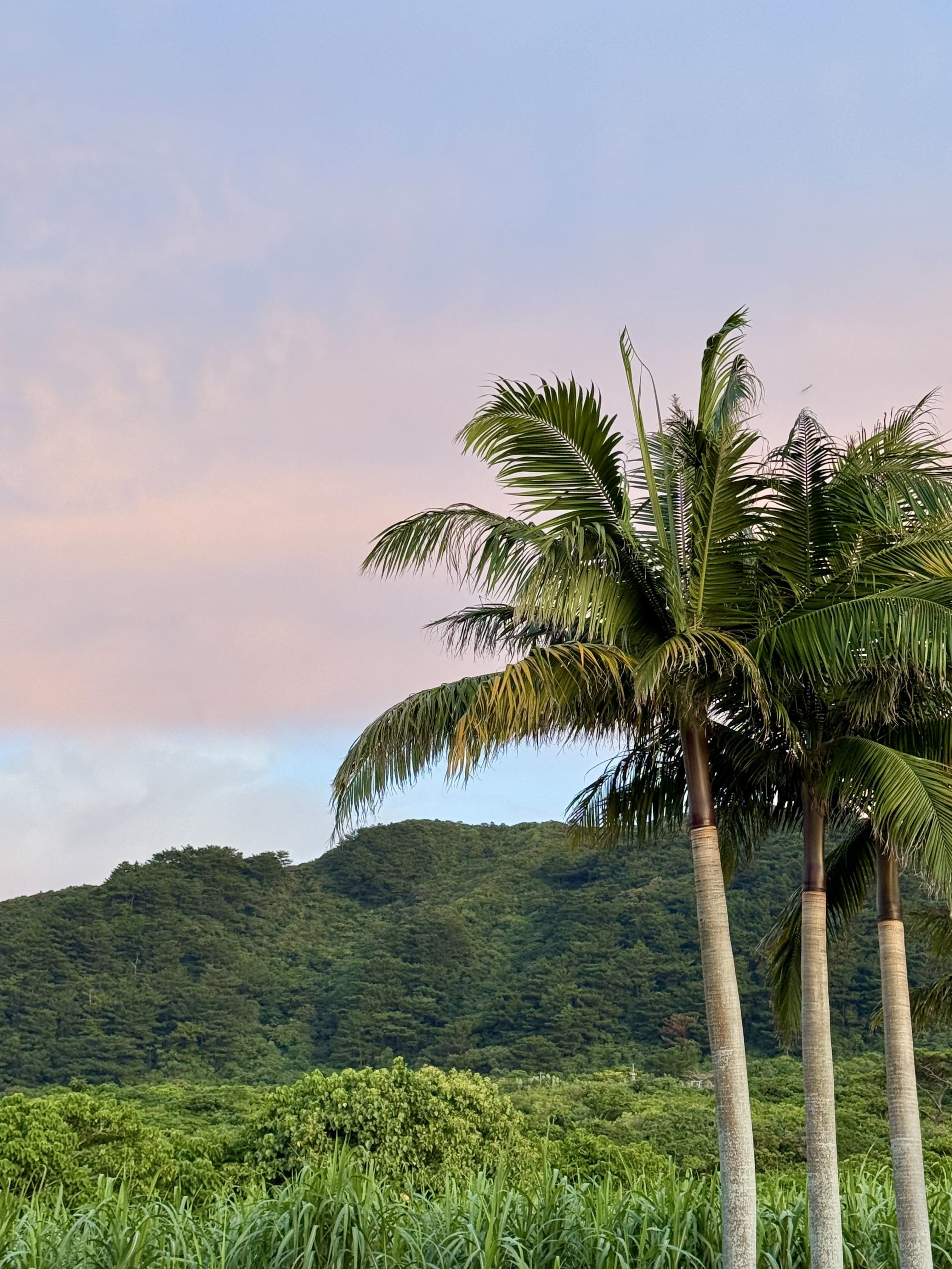 リビングからの景色