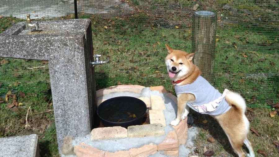 【ペット同伴/愛犬と一緒に旅行】料理長のお任せ特選懐石☆旬食材や姫島車海老のお造りも入った満足プラン