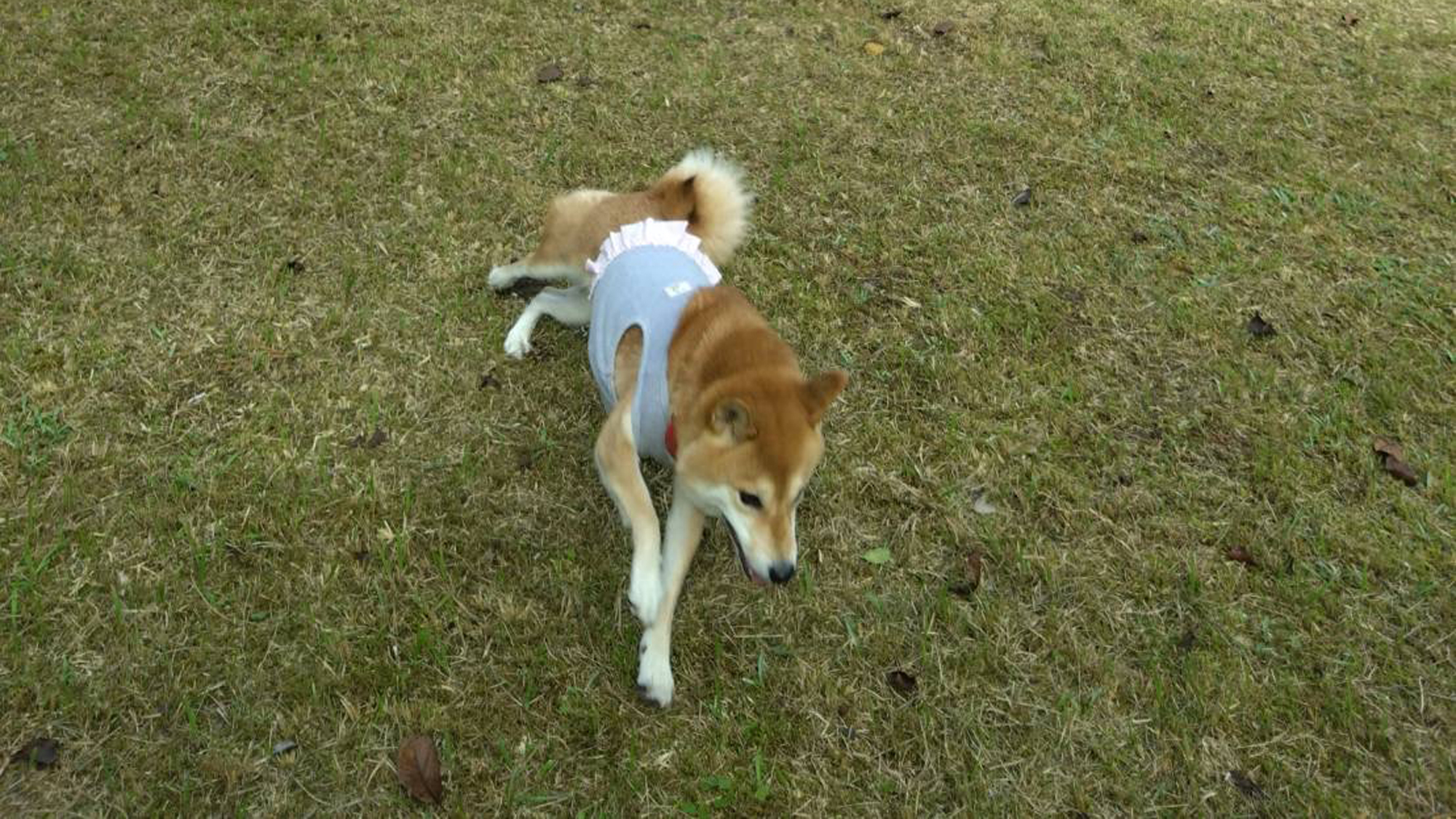 広ーいドッグランで開放的！わんちゃんものびのび遊べますよ★