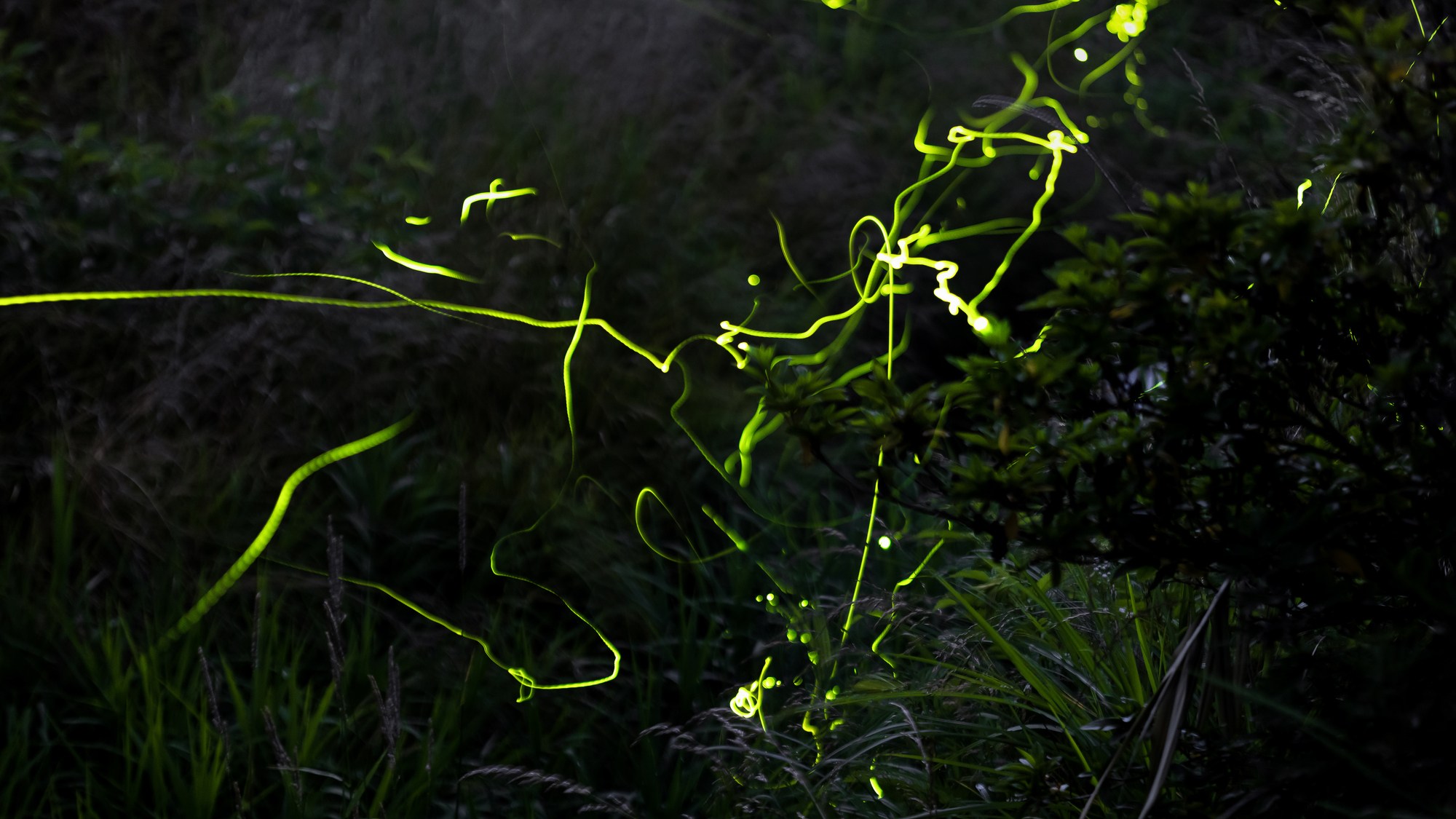 狐塚ほたるの里　車約15分