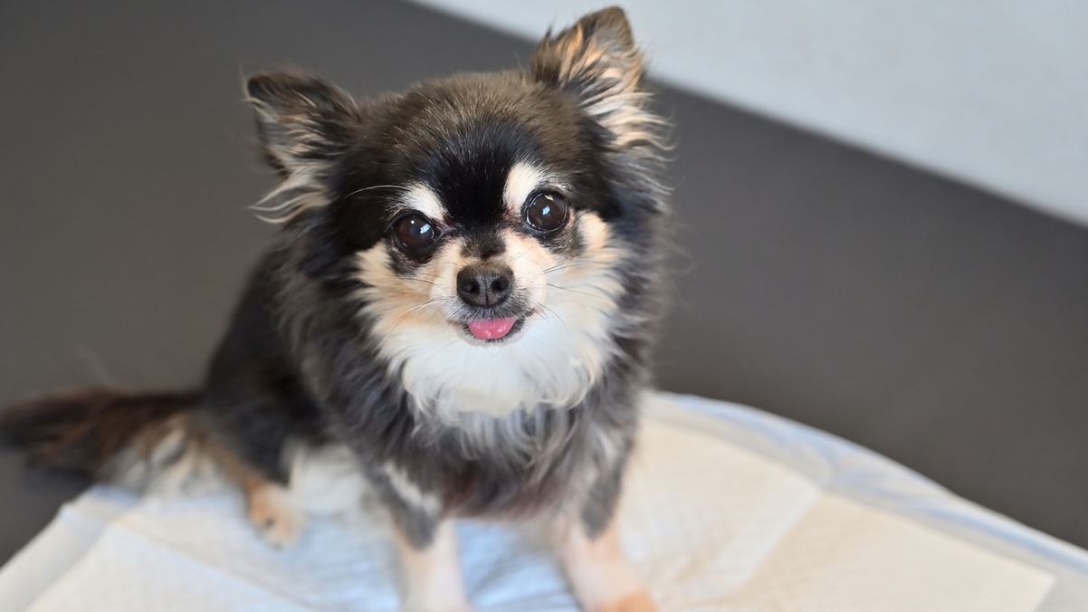 【ドッグフレンドリールーム専用プラン】　ディ・マーレのイタリアンディナーブッフェ（夕朝食付き）