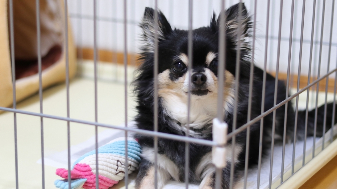 【ドッグフレンドリールーム専用プラン】　ディ・マーレのイタリアンディナーブッフェ（夕朝食付き）