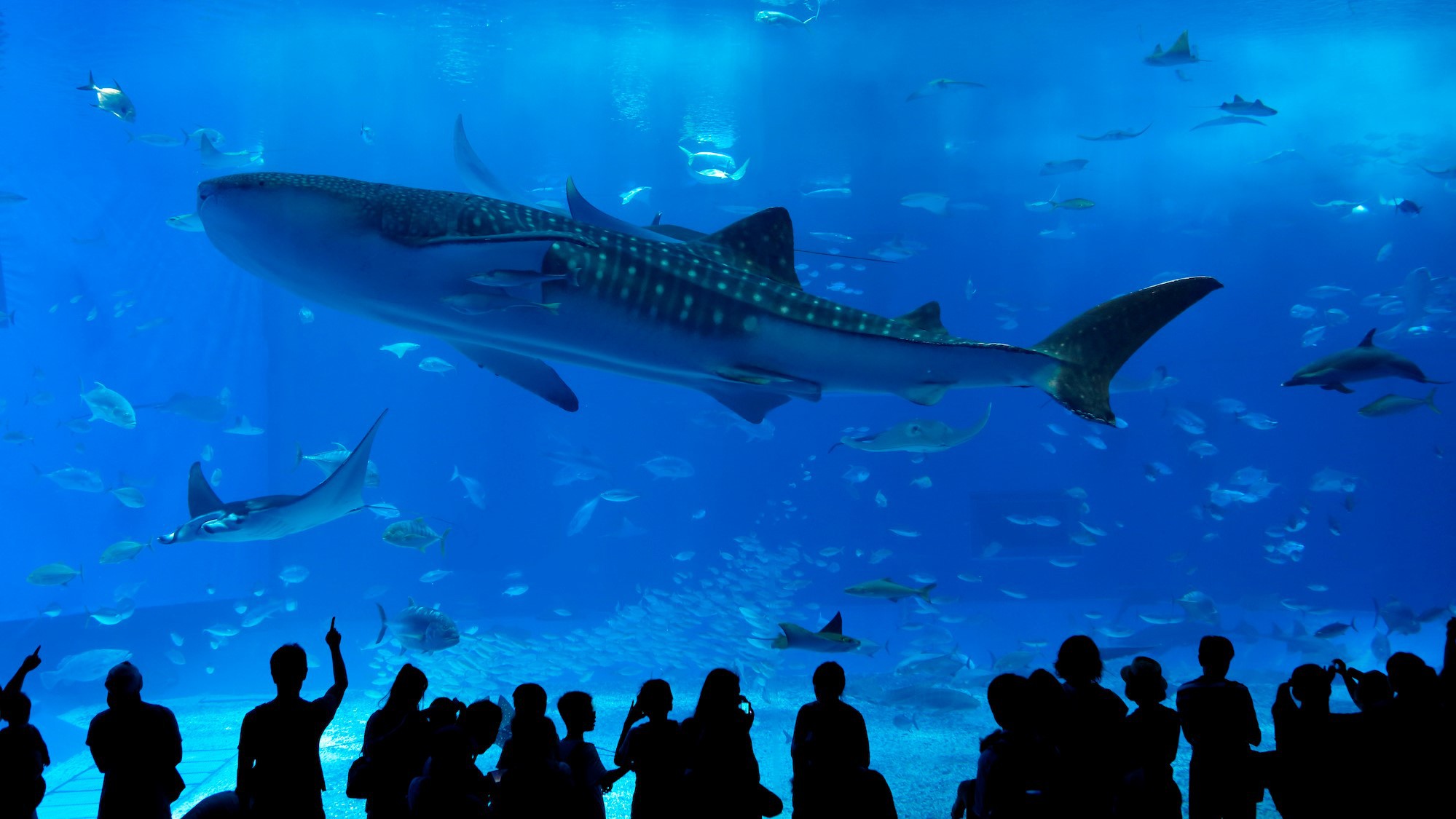 【クラブルーム体験】美ら海水族館チケット＆夕食1回付き ＜朝食付・3連泊以上＞