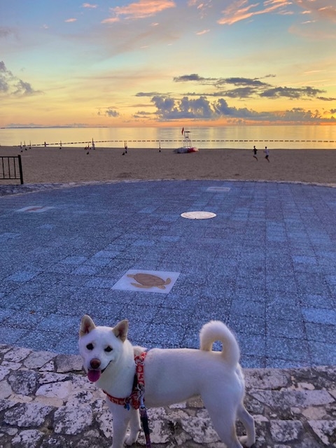 【ワンちゃんと過ごす沖縄】一緒にステイ★エンズ マシキ コンド キャンペーン（ワンちゃん2匹）