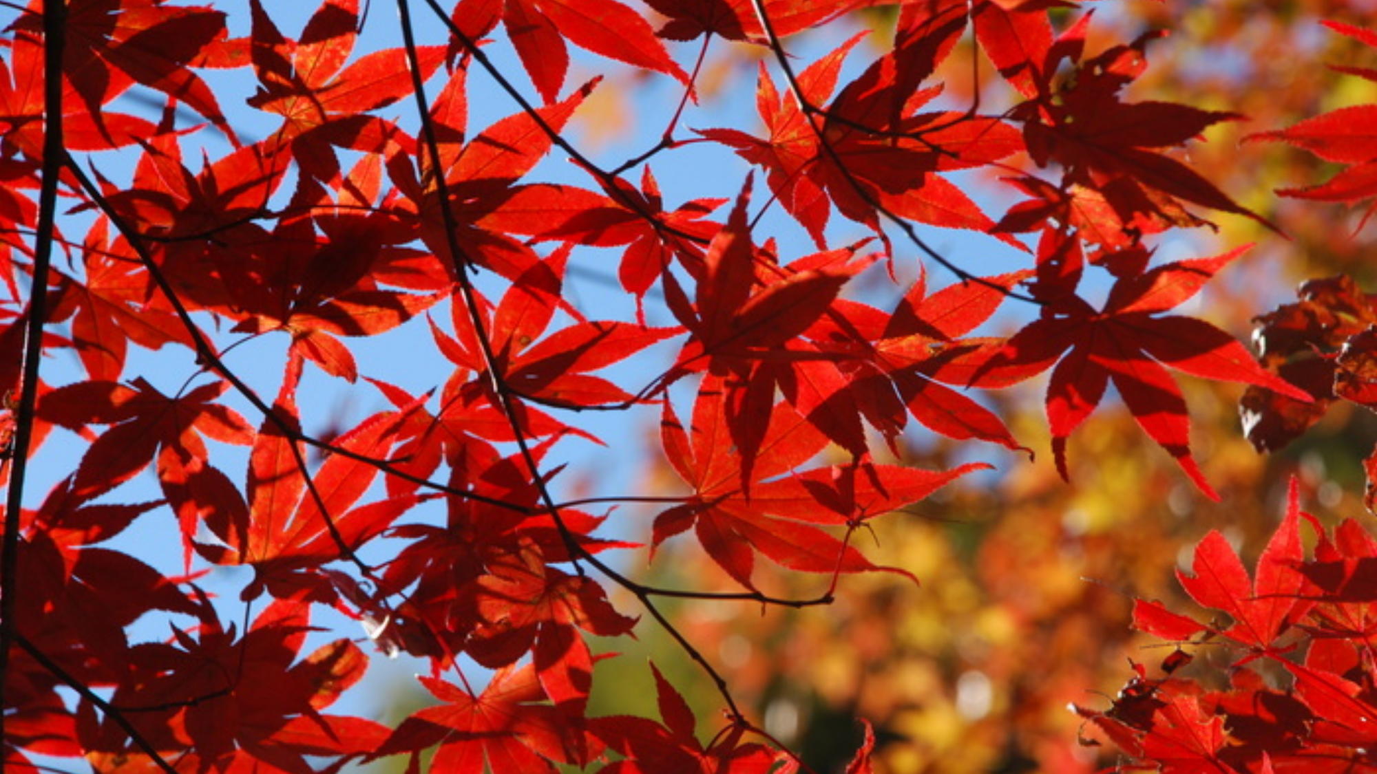 【周辺】12月初旬ごろから紅葉の景色をお楽しみいただけます。