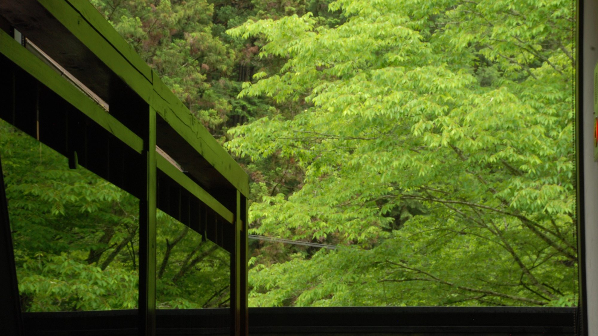 【周辺】雨の雫に包まれ、いっそう色濃くなる初夏の森。梅雨ならではの静かな美しさをご覧いただけます。