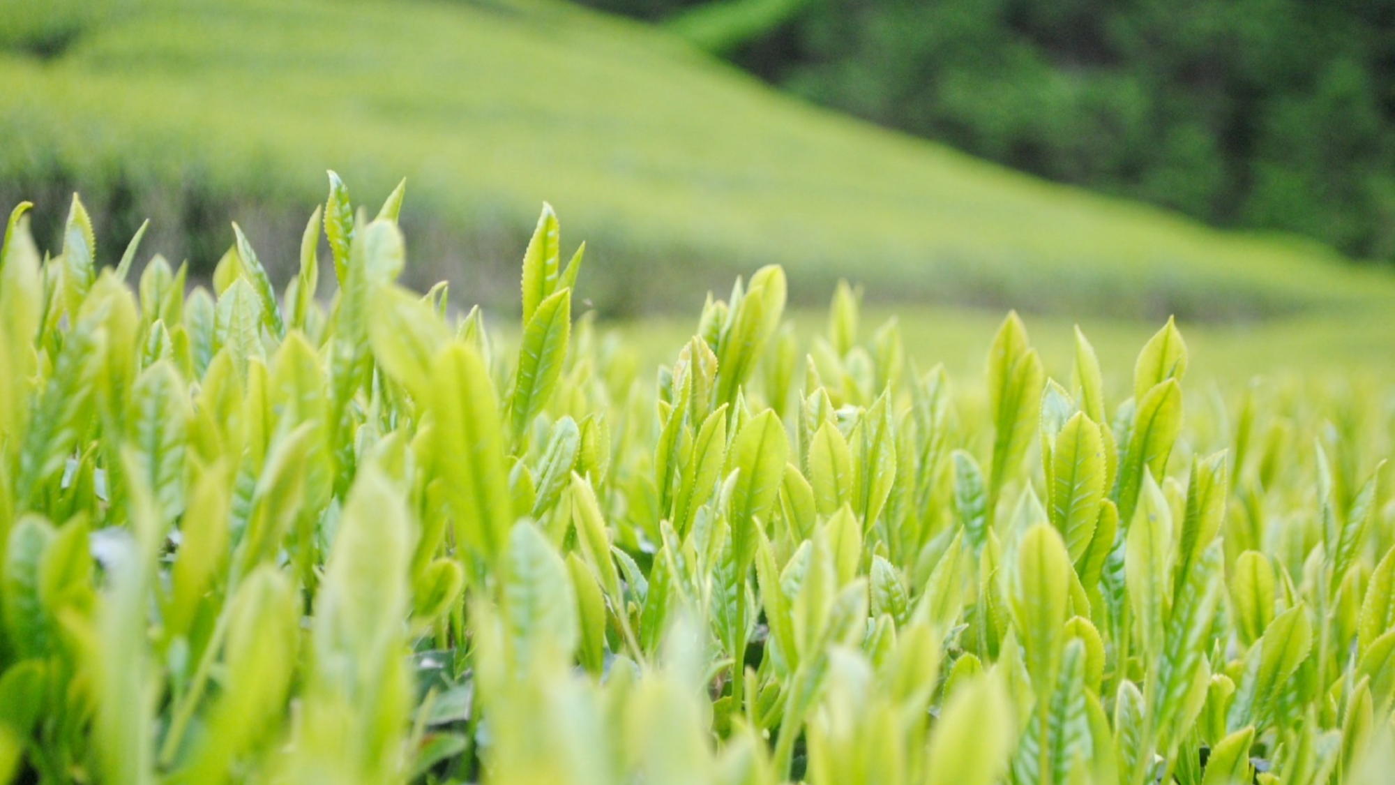 【お茶畑】代々続くアイワ茶業の「山のお茶」。和食に合うお茶を意識して作っております。