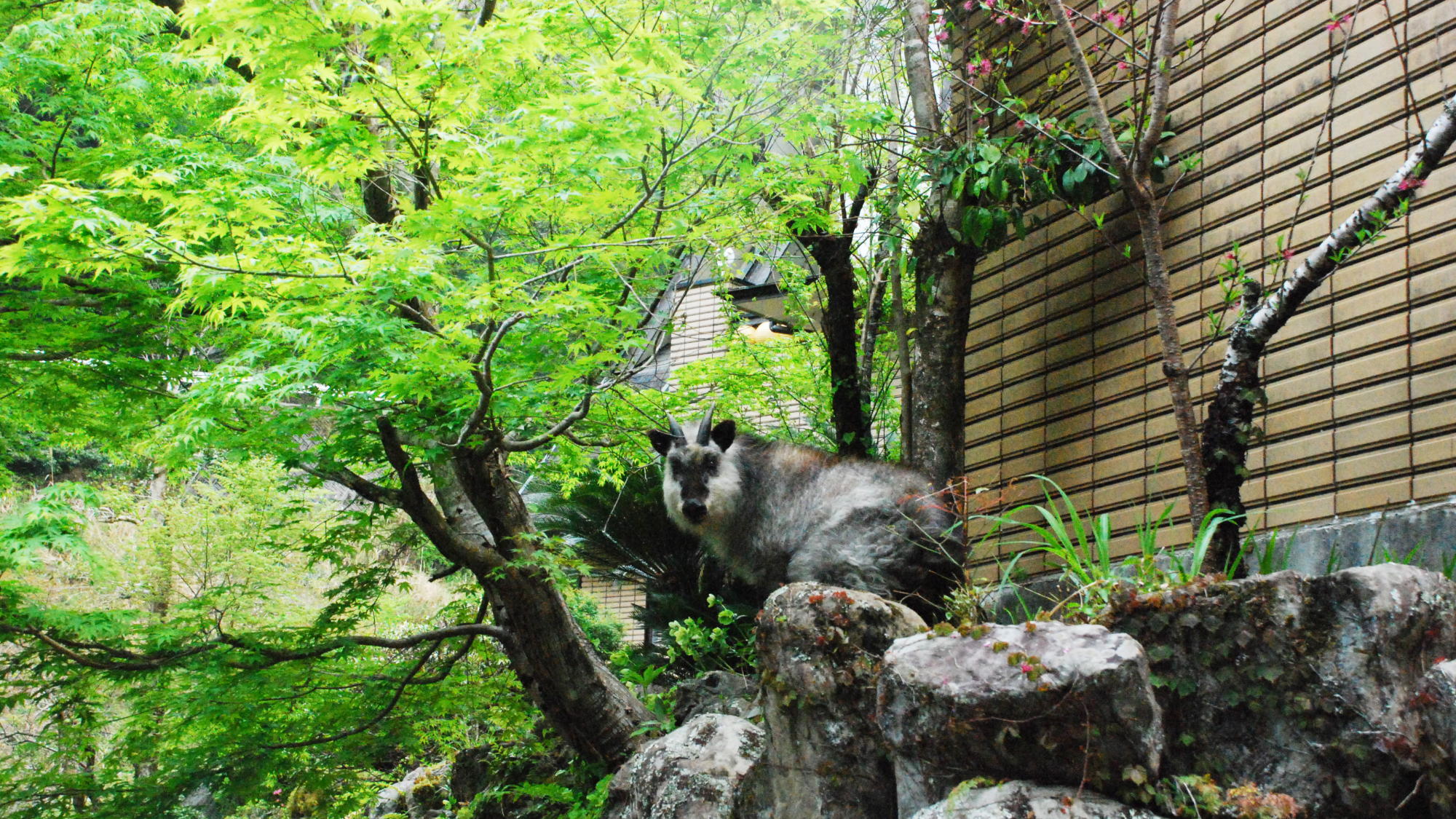 【周辺】気軽にヨッと来てくれるお客様が&hellip;その1人？1匹？が天然記念物のカモシカです。