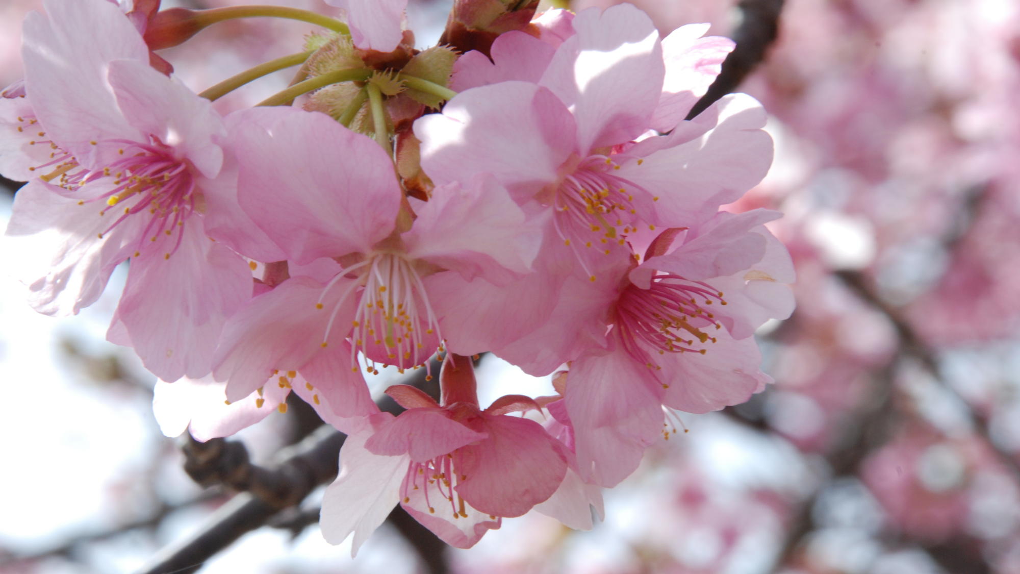 【周辺】鈴桃の裏に咲く河津桜　ほのかなピンクの花がコロンと咲いていてとっても可愛いです。