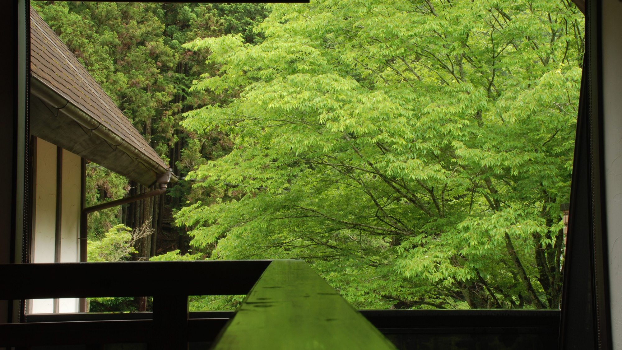 【周辺】雨音に包まれた森の景色。しっとりと落ち着いた空気の中で、ゆっくりとお過ごしいただけます。