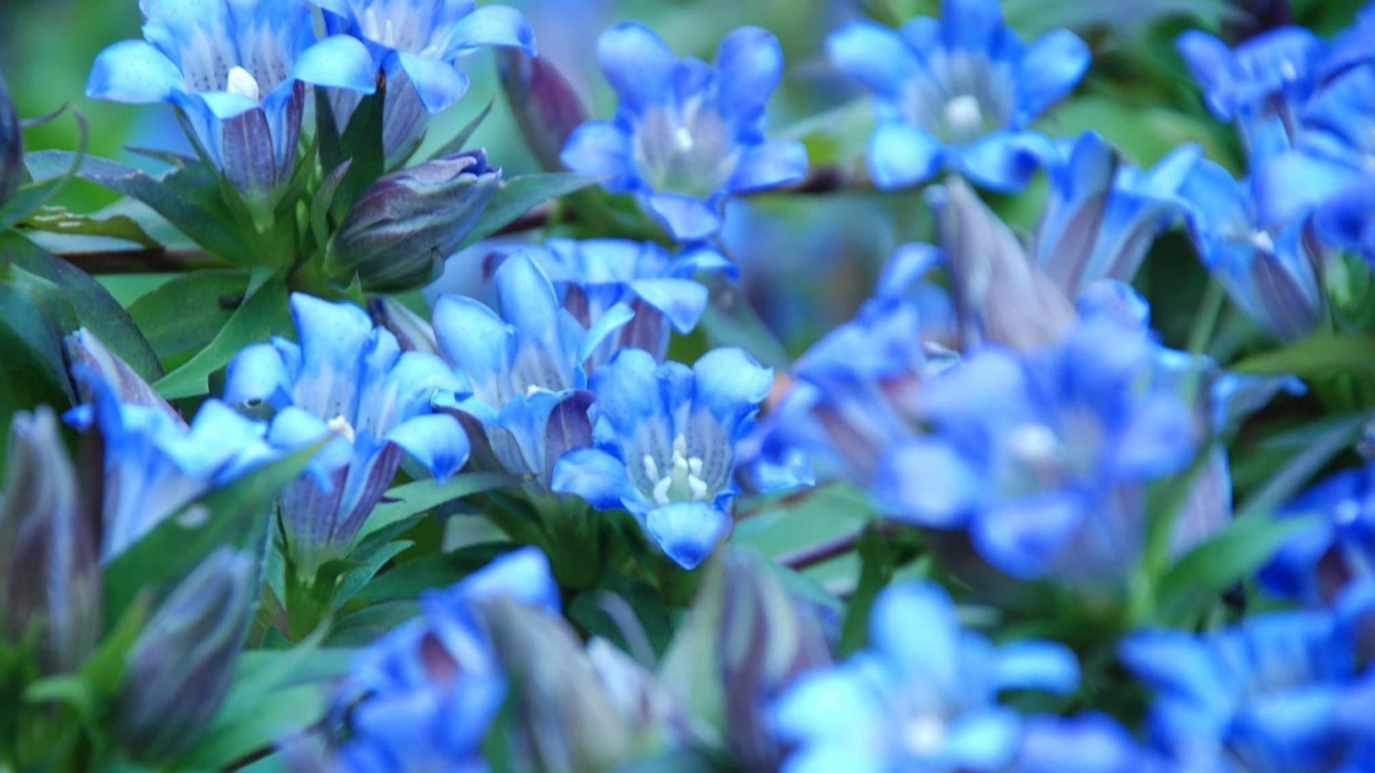 【周辺】コロンと可愛く可憐ですが、根付く強さと存在感がある竜胆（りんどう）の花。