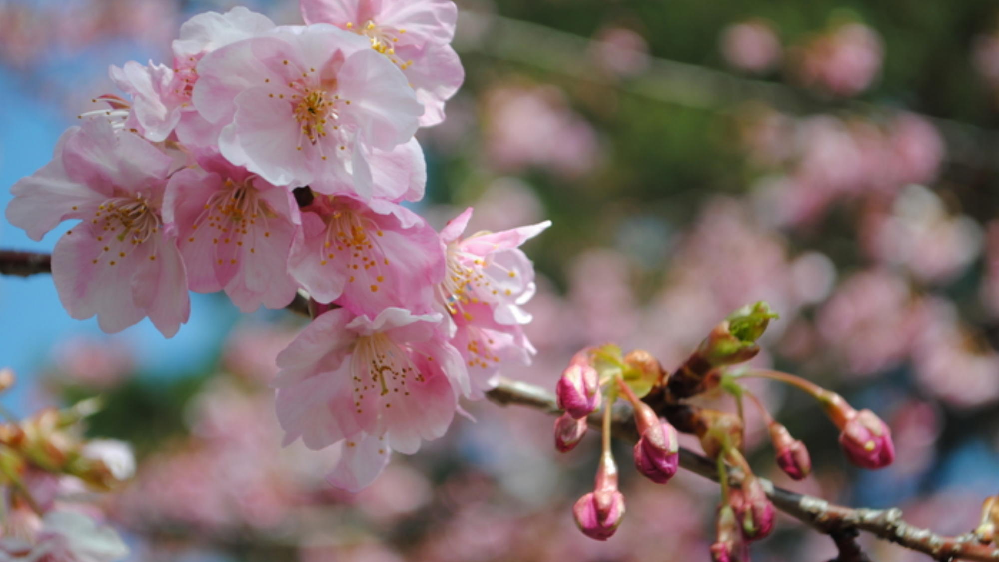 【周辺】鈴桃の裏に咲く河津桜（毎年2月後半頃）玄関横から山を見ると桜を眺めることができます。