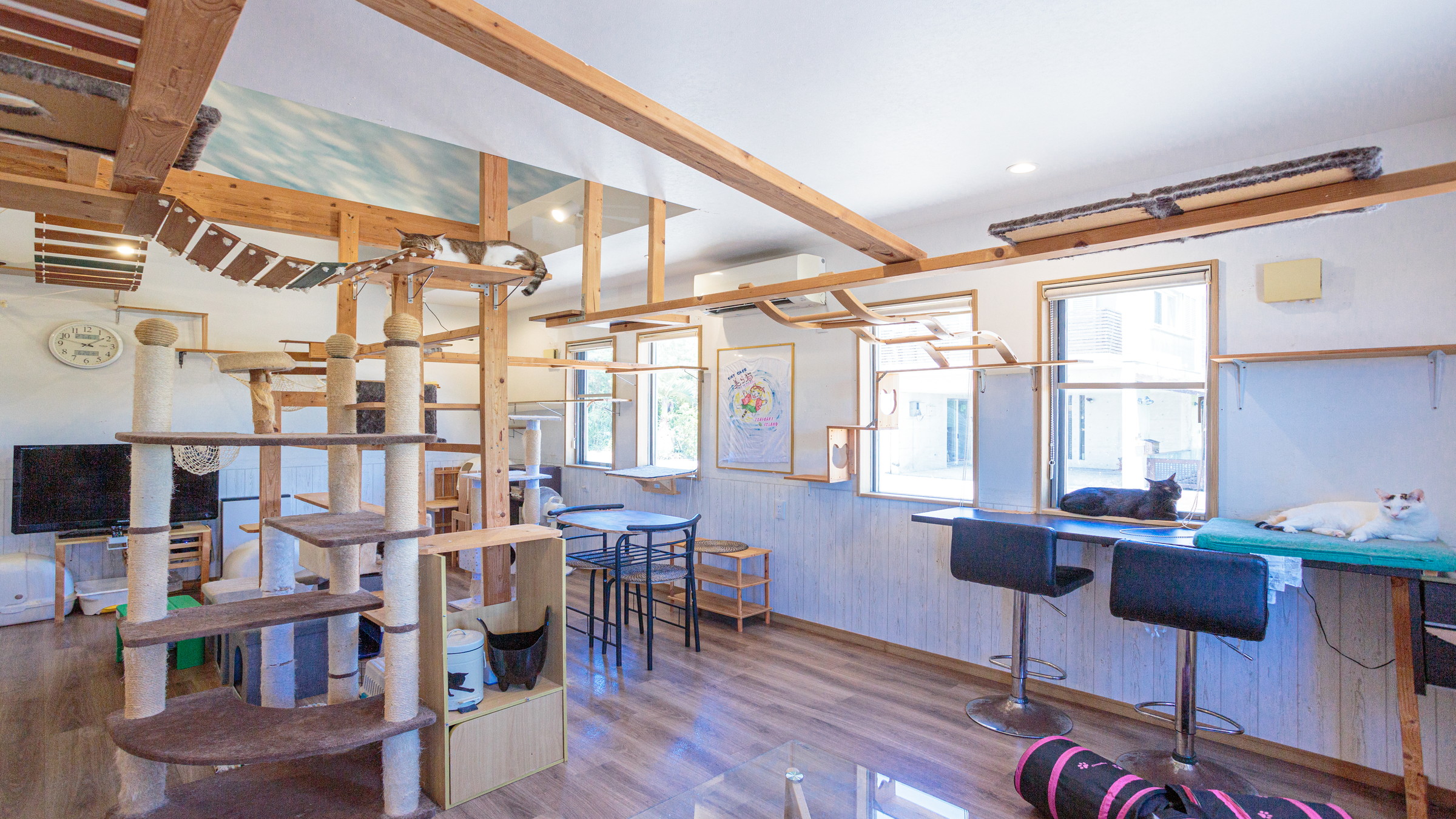 話題のキャットカフェ「美ら猫」で猫ちゃんたちに出会おう