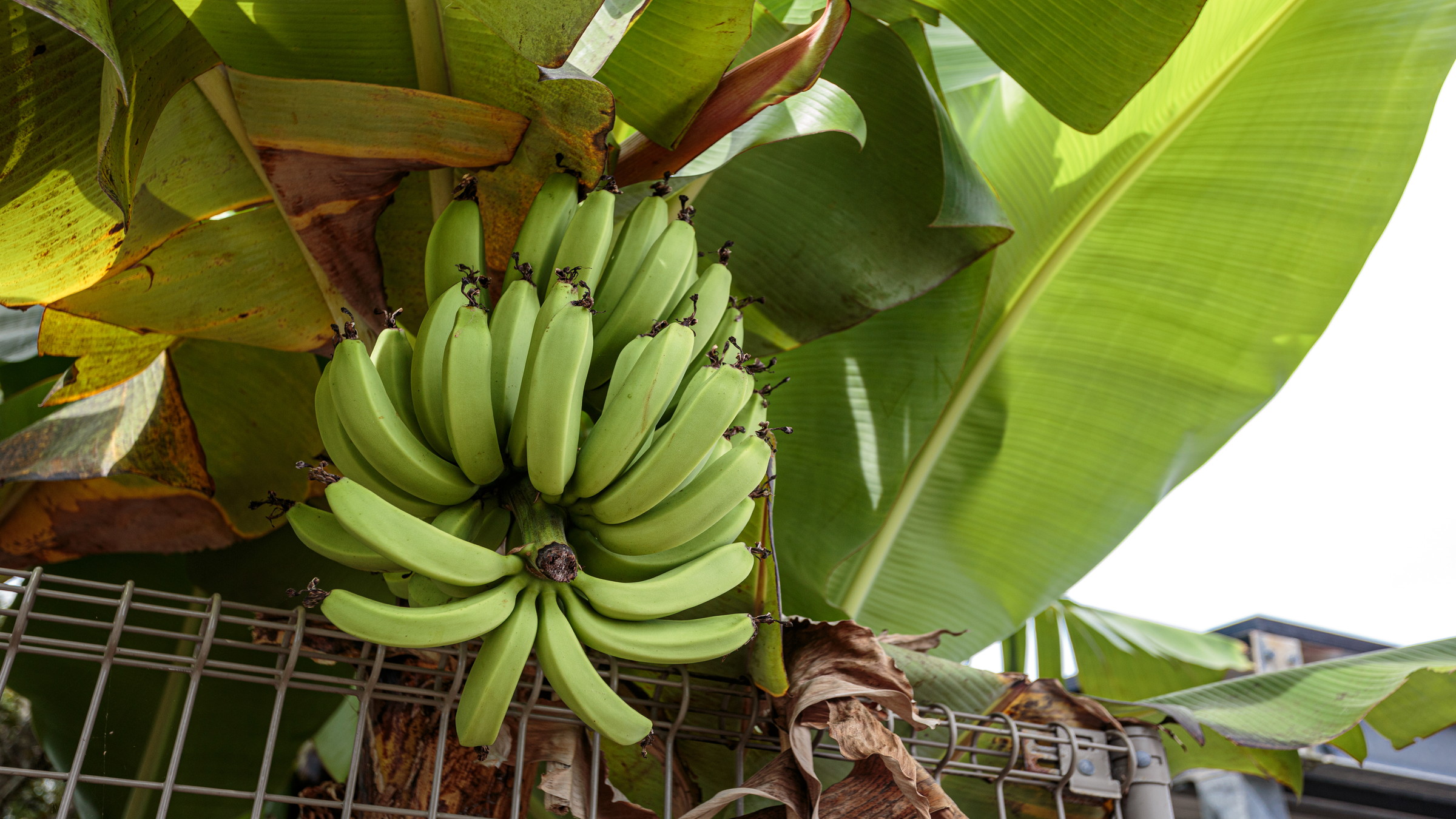 沖縄ならではの島バナナ