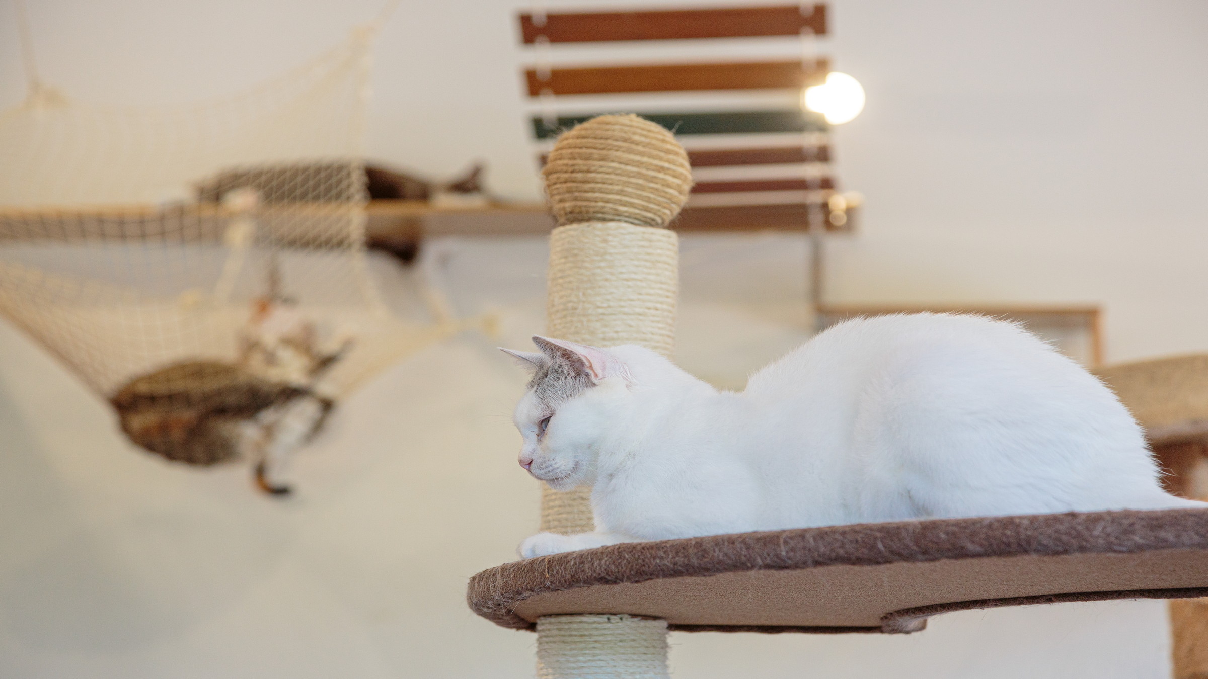 話題のキャットカフェ「美ら猫」で猫ちゃんたちに出会おう