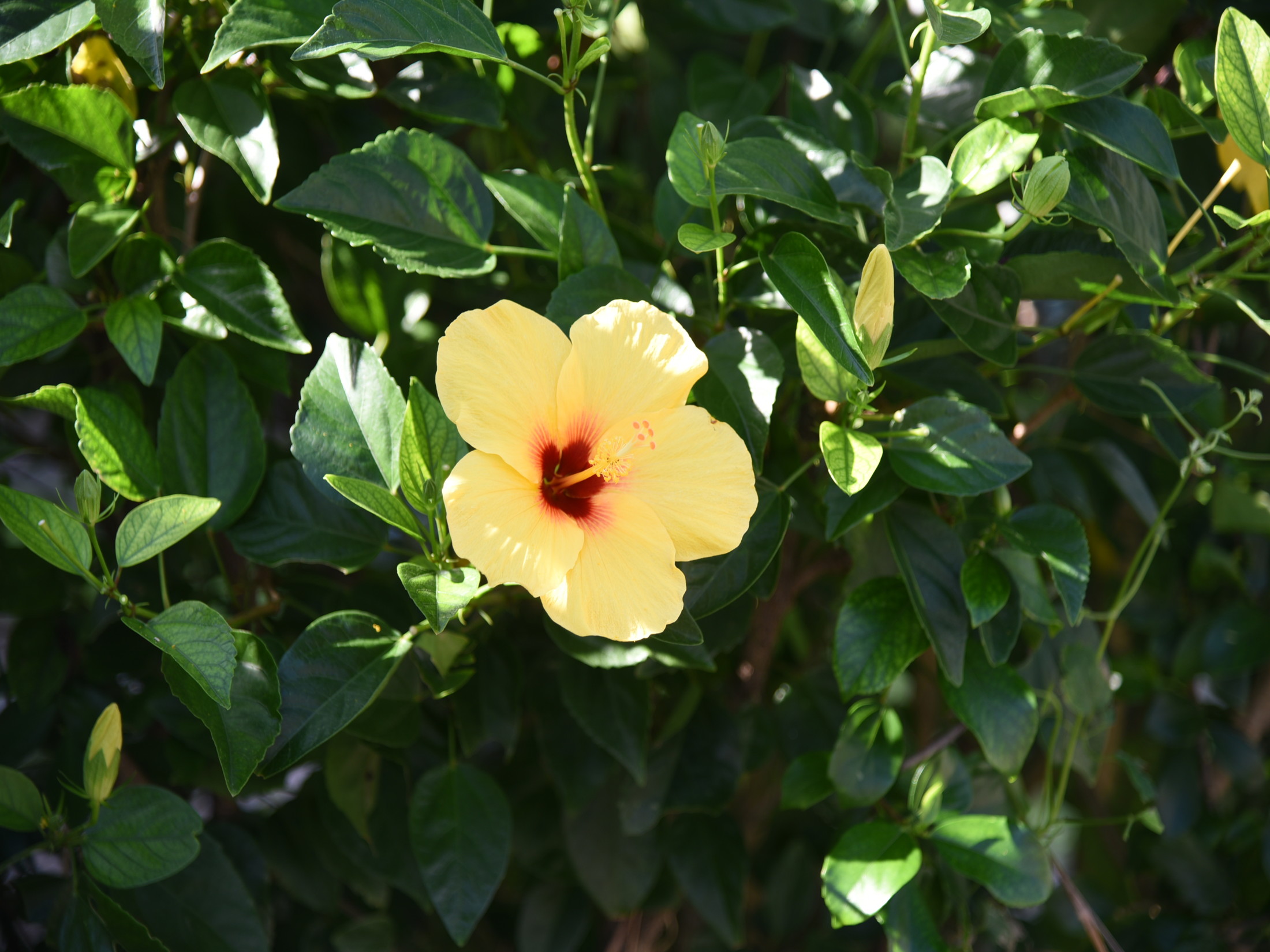 南国の花　ハイビスカス