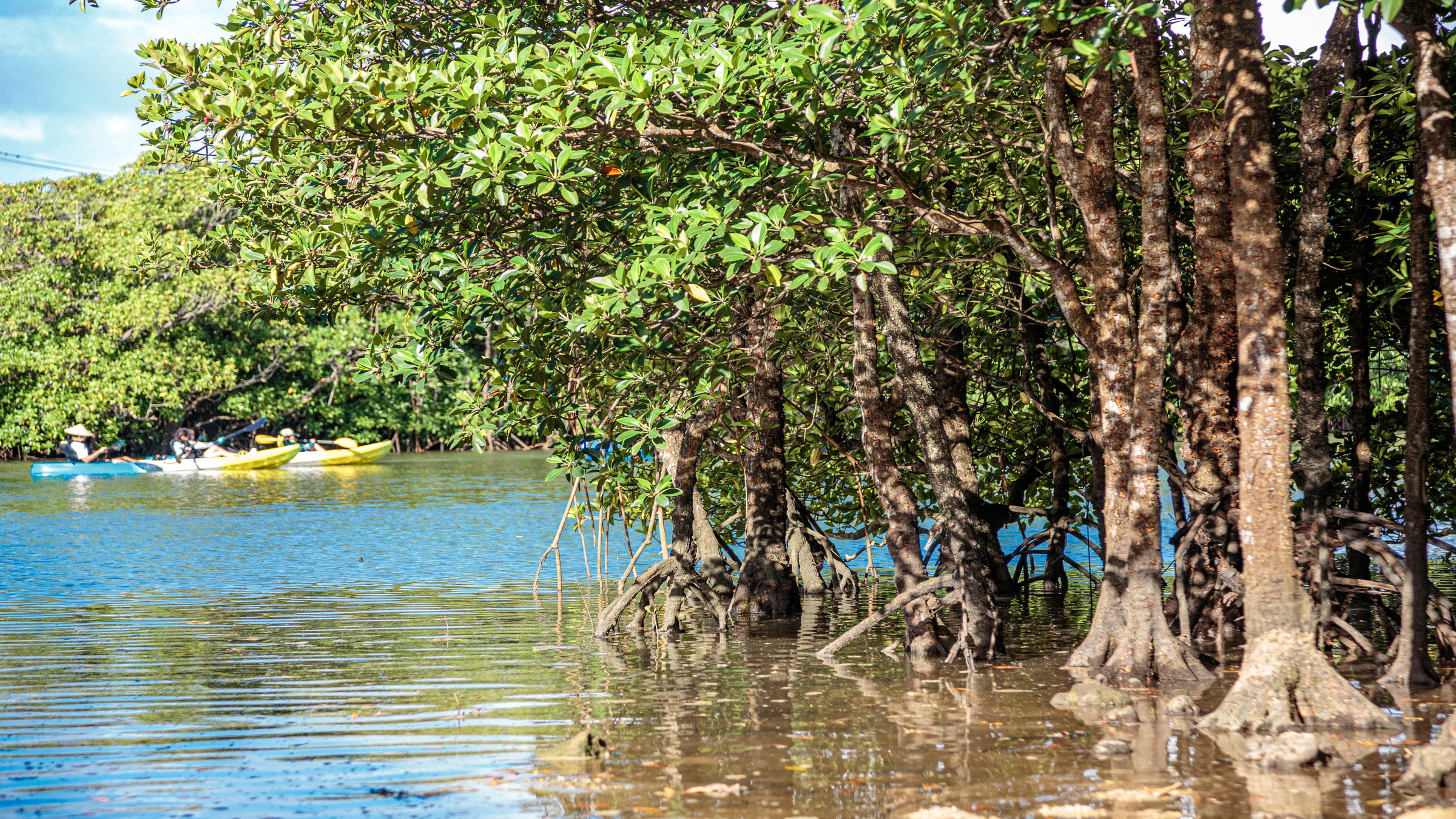 石垣島宮良川のマングローブ
