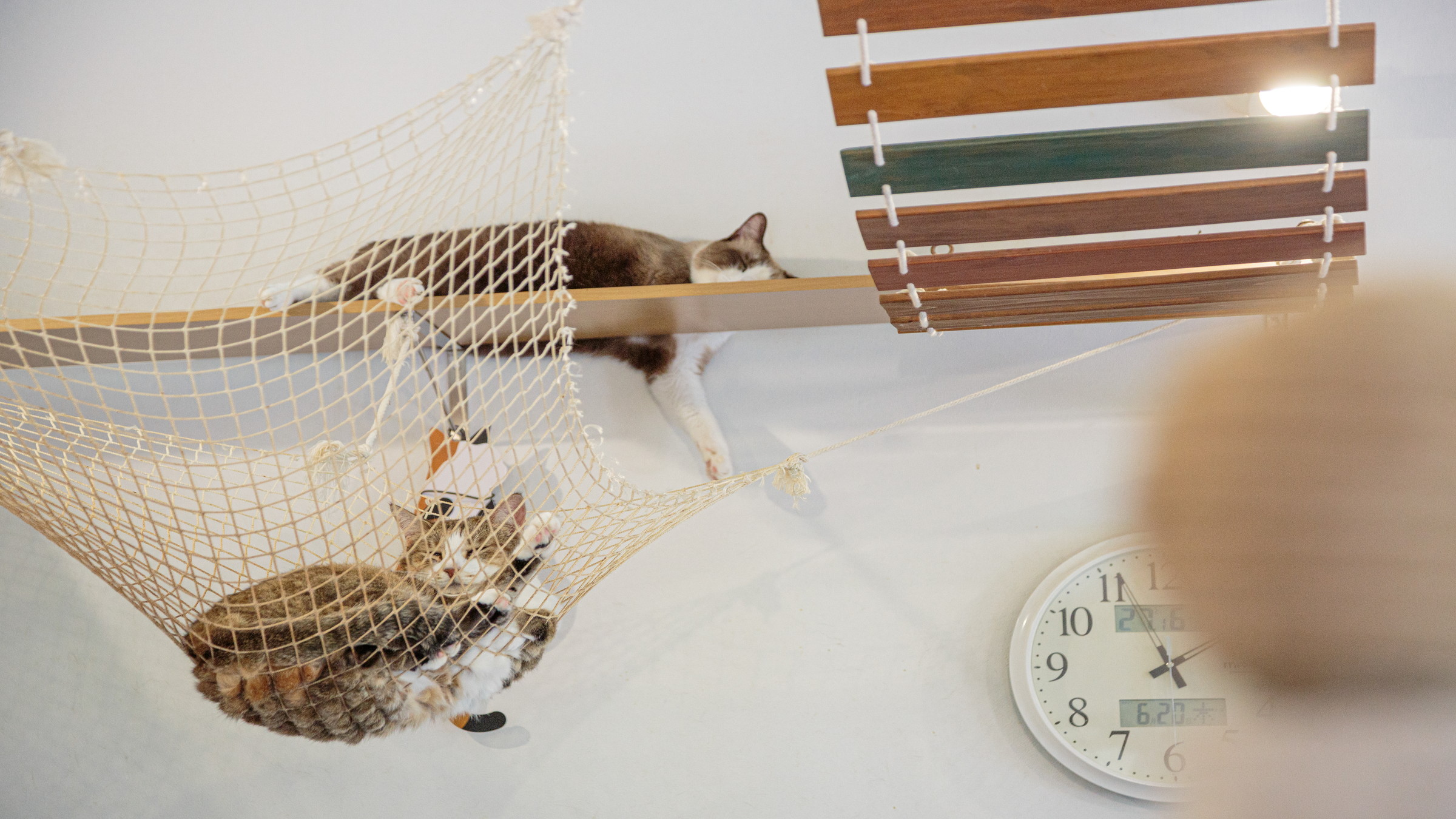 石垣島で話題のキャットカフェ「美ら猫」で猫ちゃんたちと出会おう