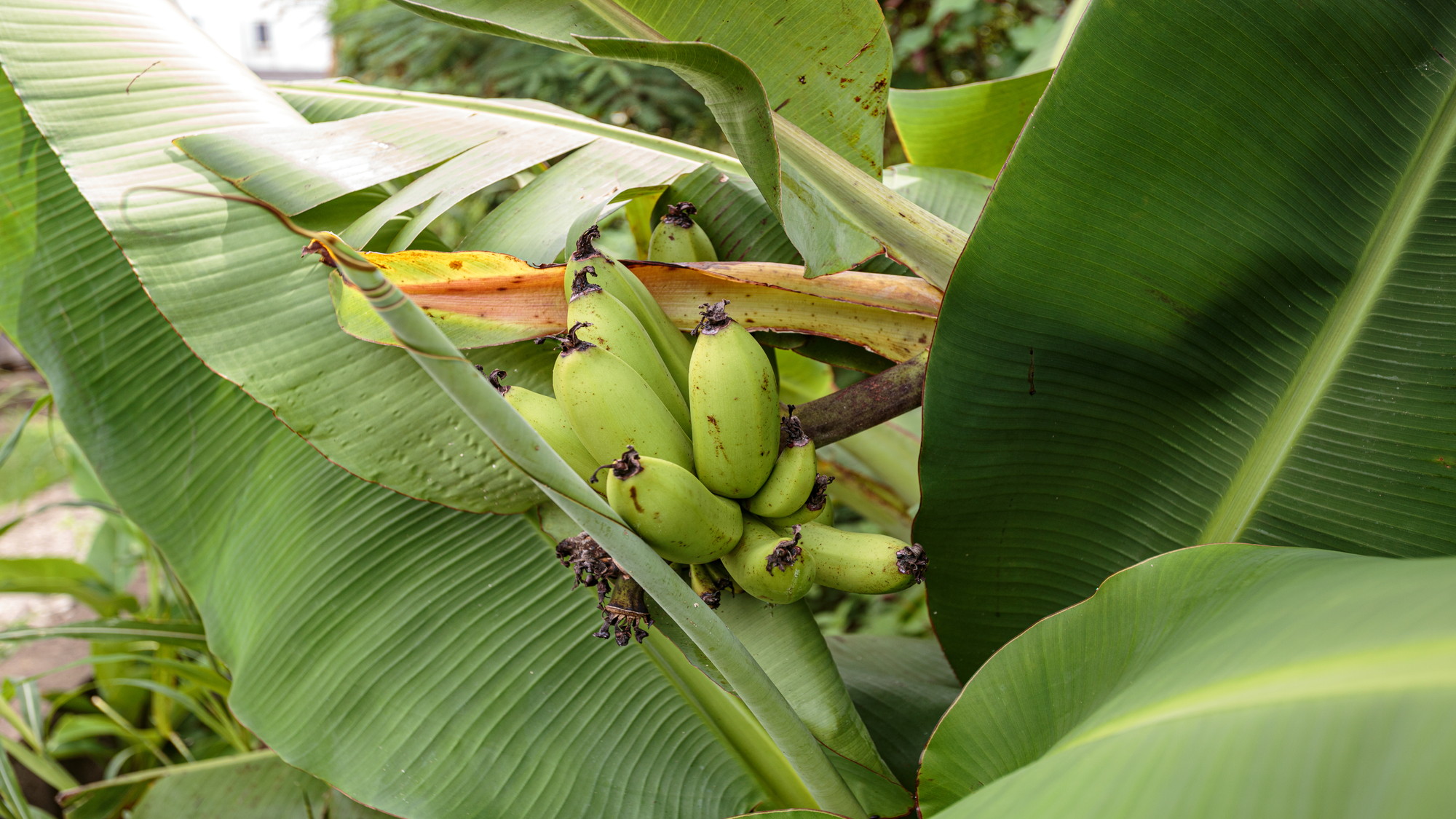 島バナナは沖縄自慢のトロピカルフルーツのひとつ