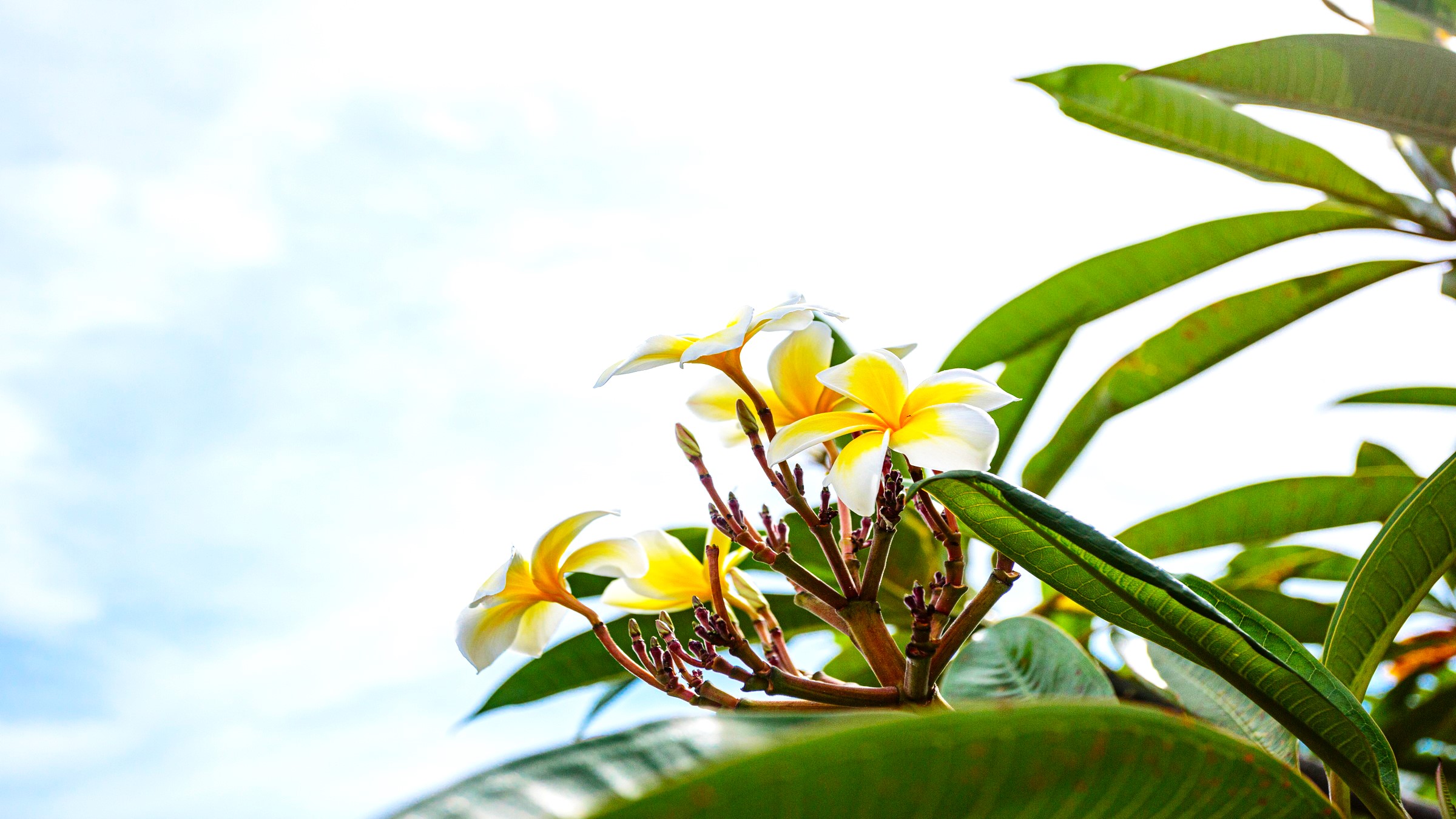 南国の花　プルメリア