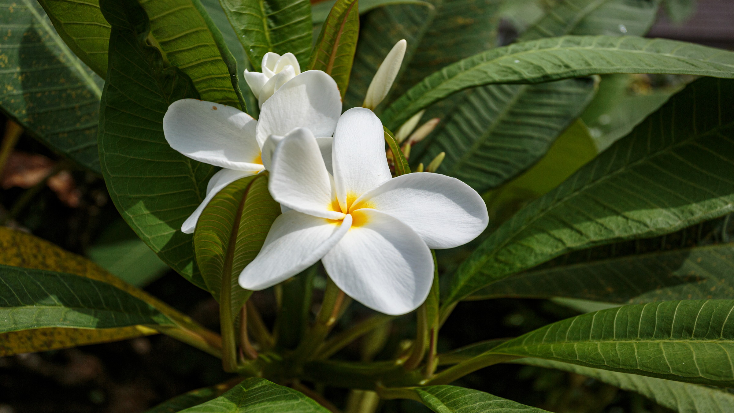 南国の花　プルメリア