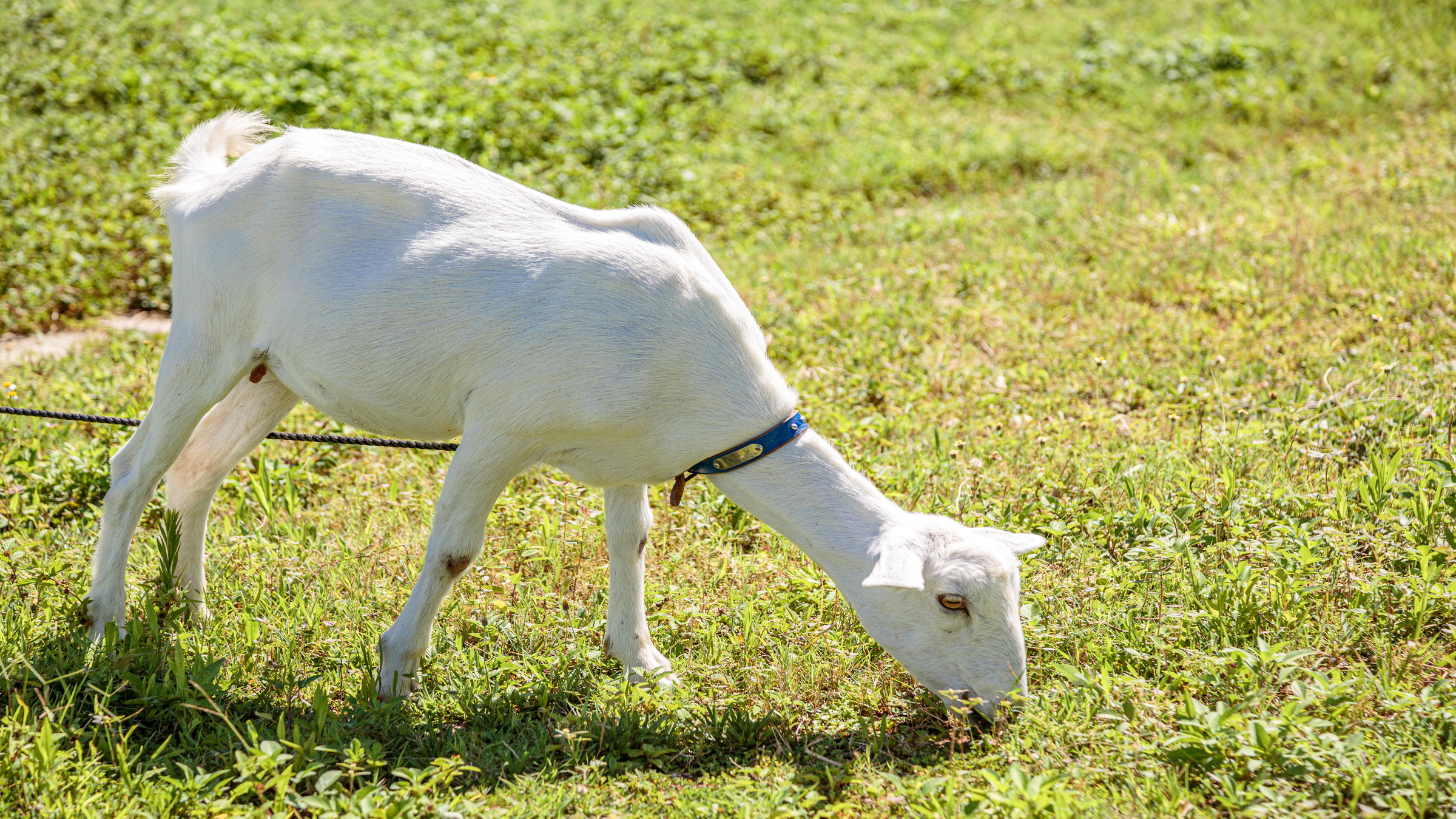 島をドライブしているとめーちゃんにも出会えるかも