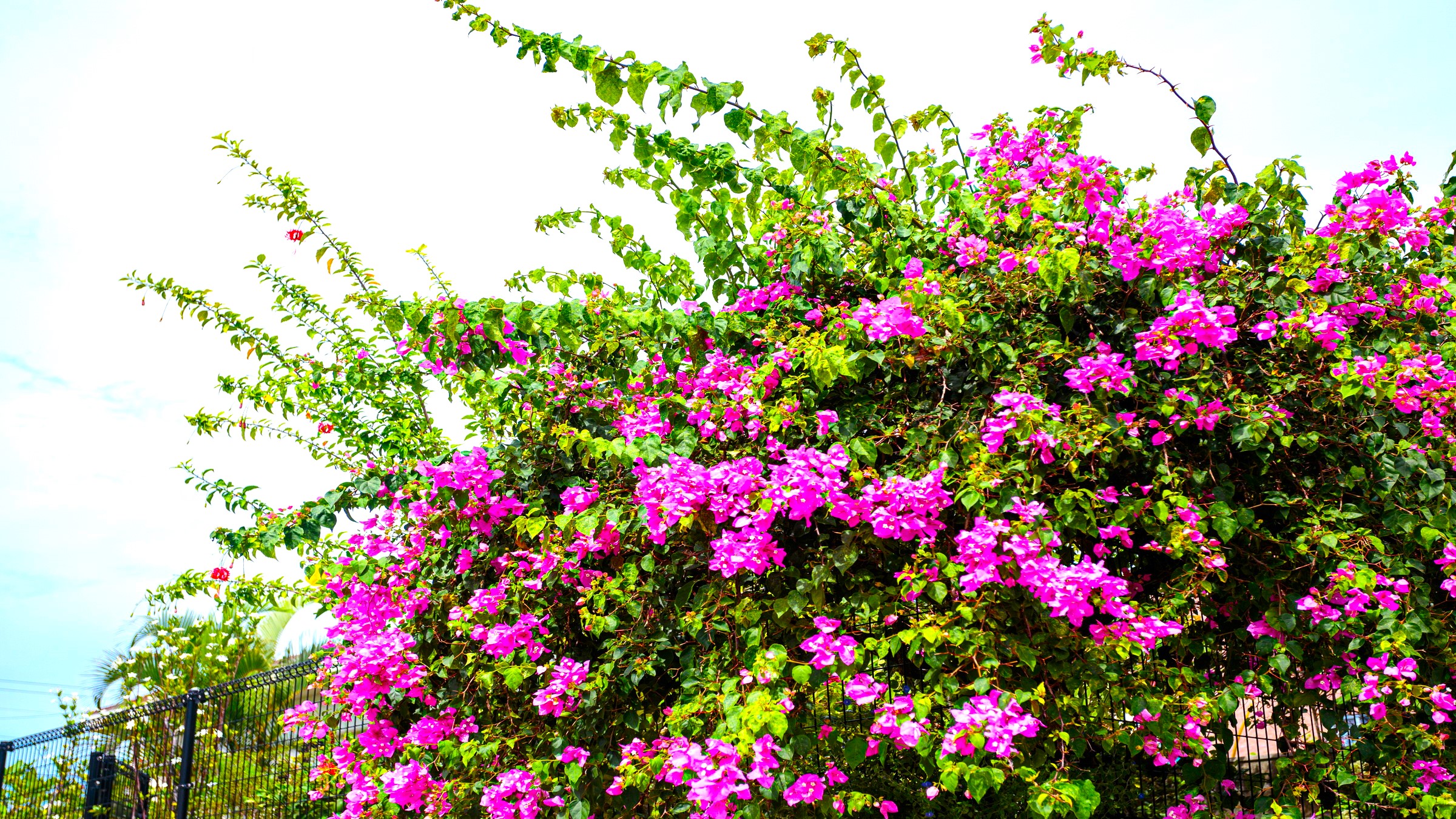 南国の花　ブーゲンビリア