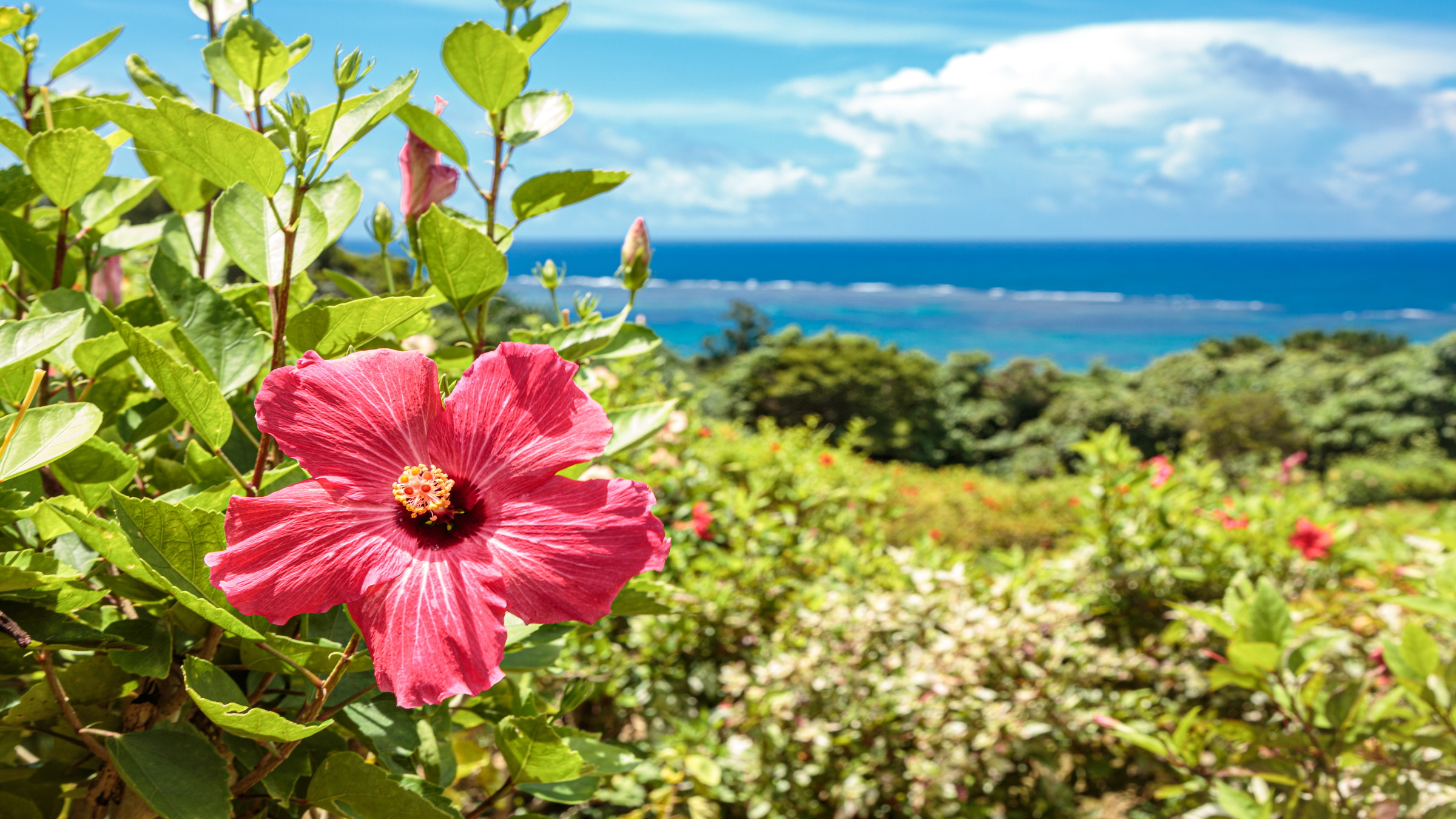 南国の花　ハイビスカス