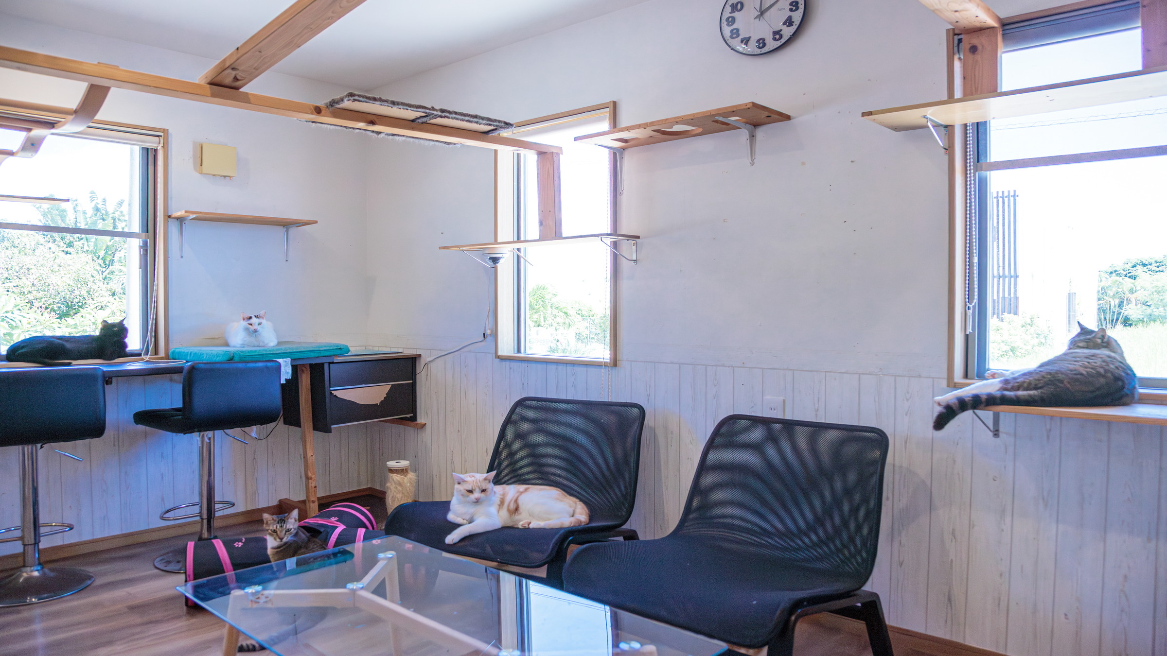 石垣島で話題のキャットカフェ「美ら猫」で猫ちゃんたちと出会おう