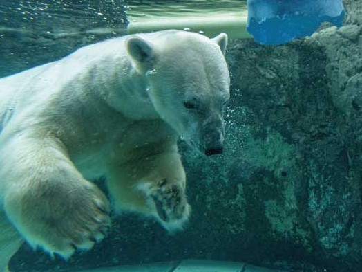 旭山動物園（白クマ）