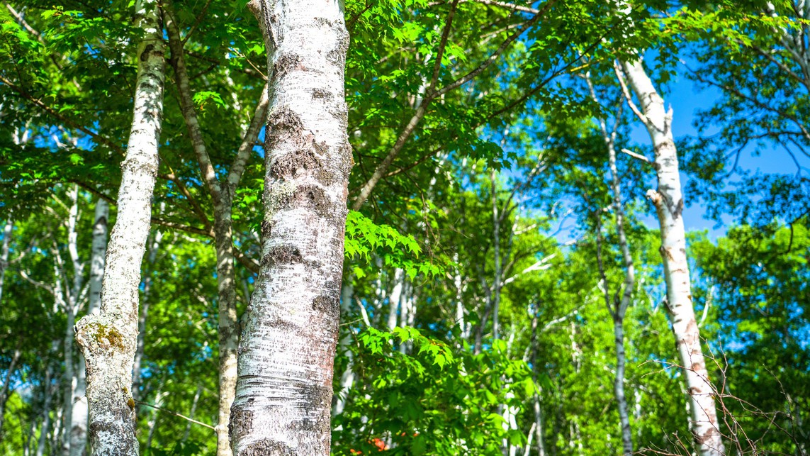 【夕食付き】人気のボリュームたっぷりのお夕食！早朝出発の方にオススメ！
