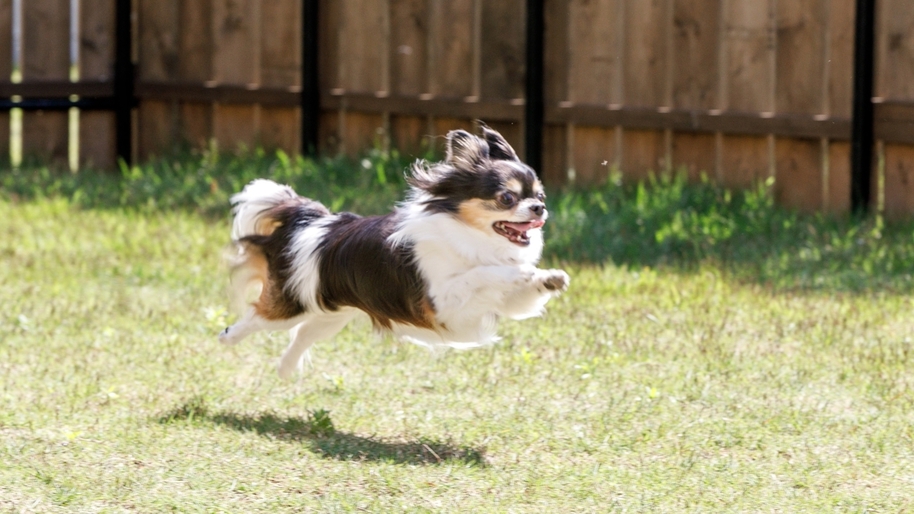 【素泊まりプラン】過ごし方自由！愛犬と一緒にシンプルステイ