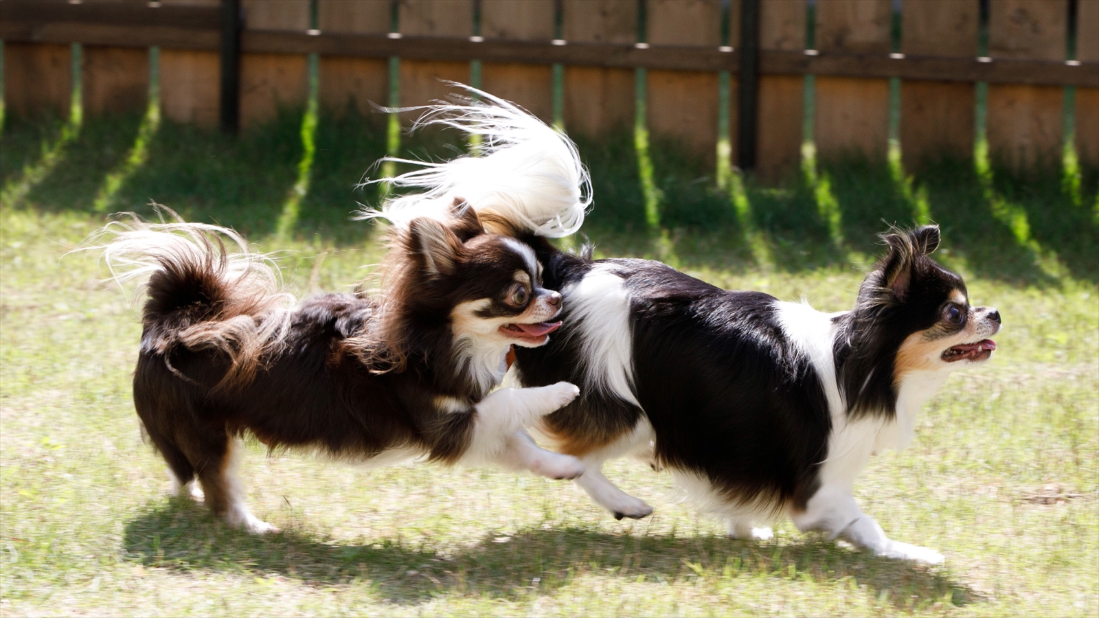 愛犬設備アニメティ7_専用天然芝ドックラン多頭