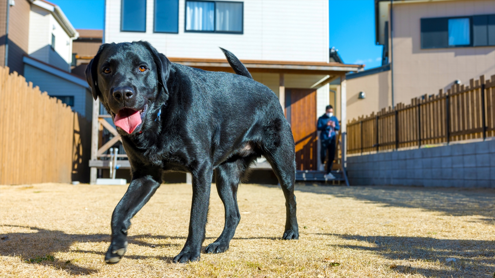 愛犬設備アニメティ8_専用天然芝ドックラン大型犬