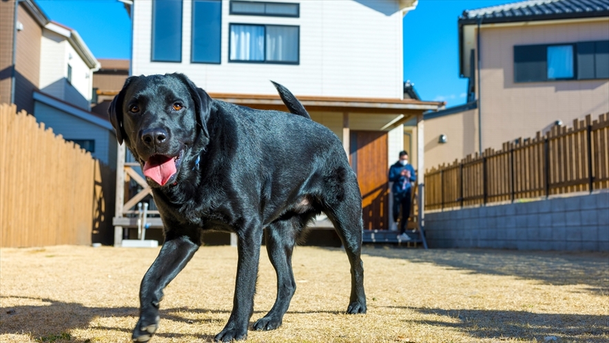 大型犬のわんちゃんもお庭を走れます！<レフア棟>