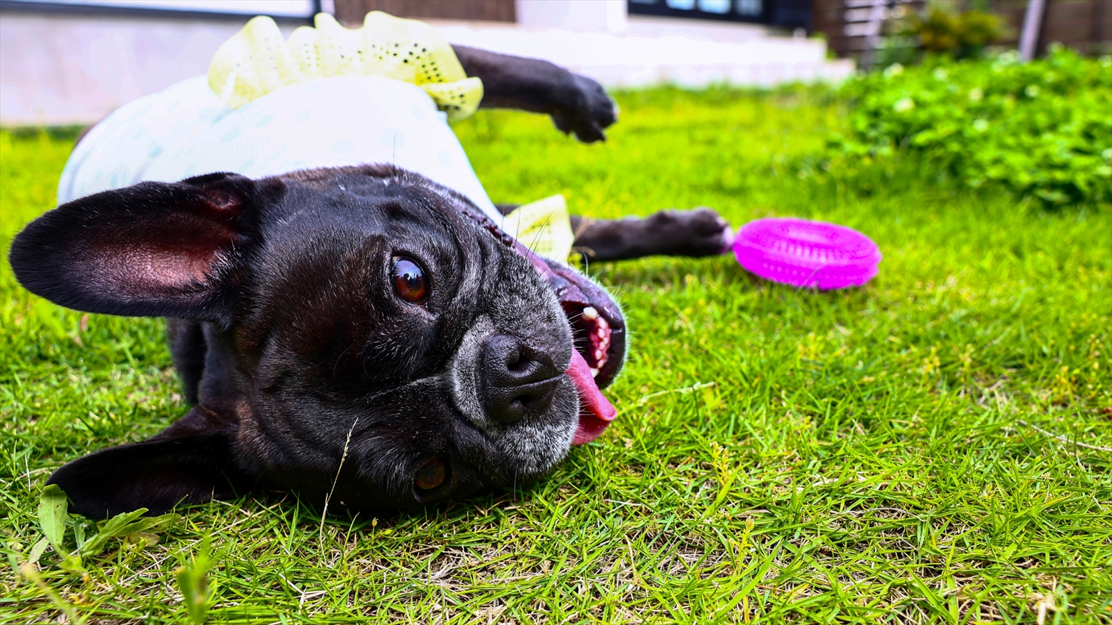 愛犬設備アニメティ6_専用天然芝ドックラン