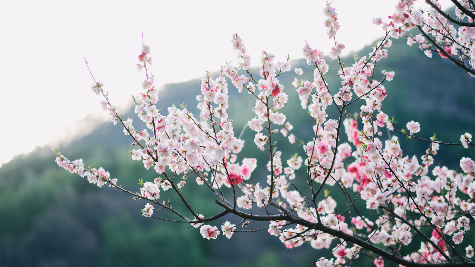 草花の芽吹きに、春の訪れを感じる