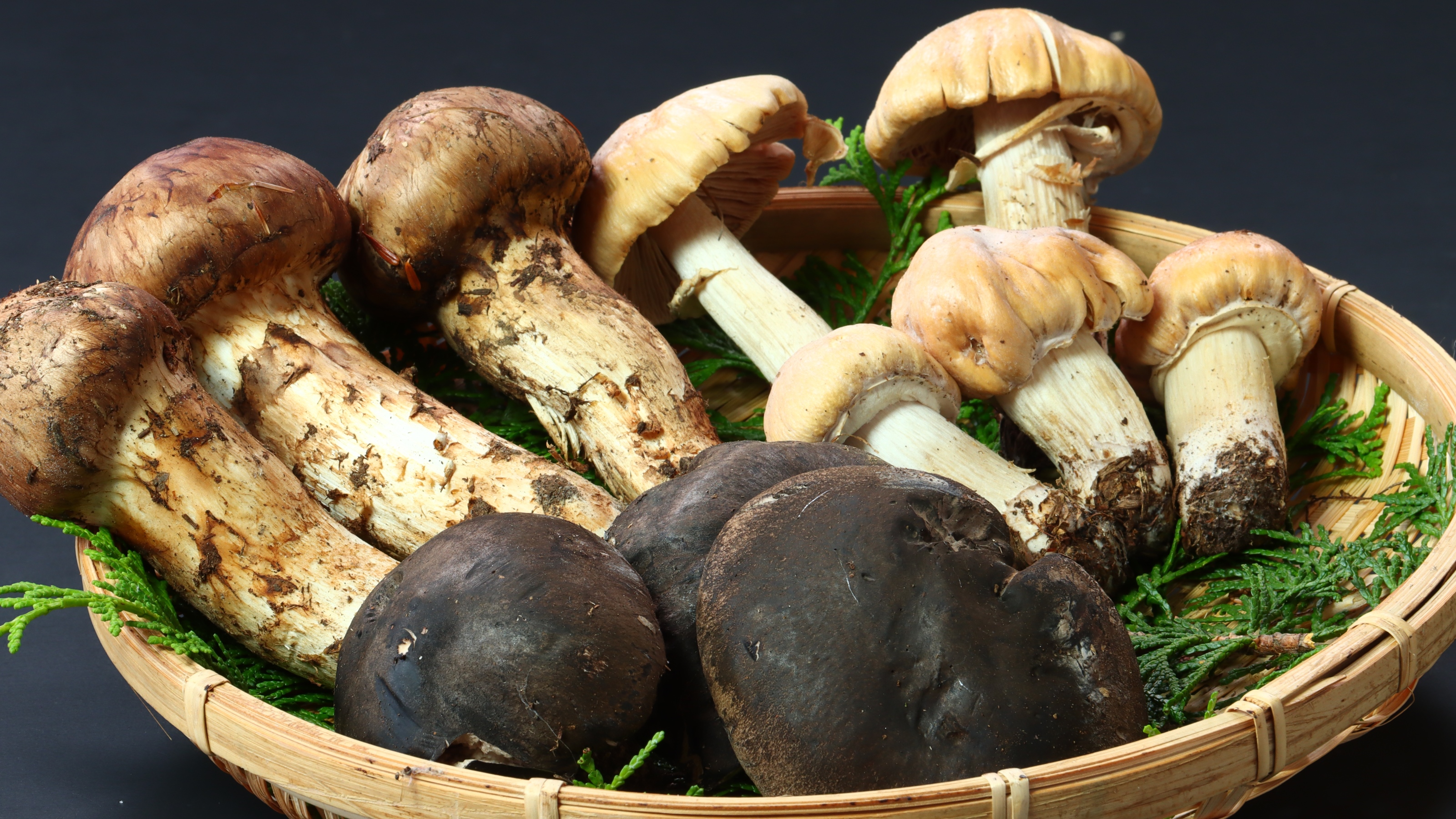 【期間限定】旦那が自ら収穫してきた天然《松茸》＆《きのこ》を様々な料理で召し上がれ♪